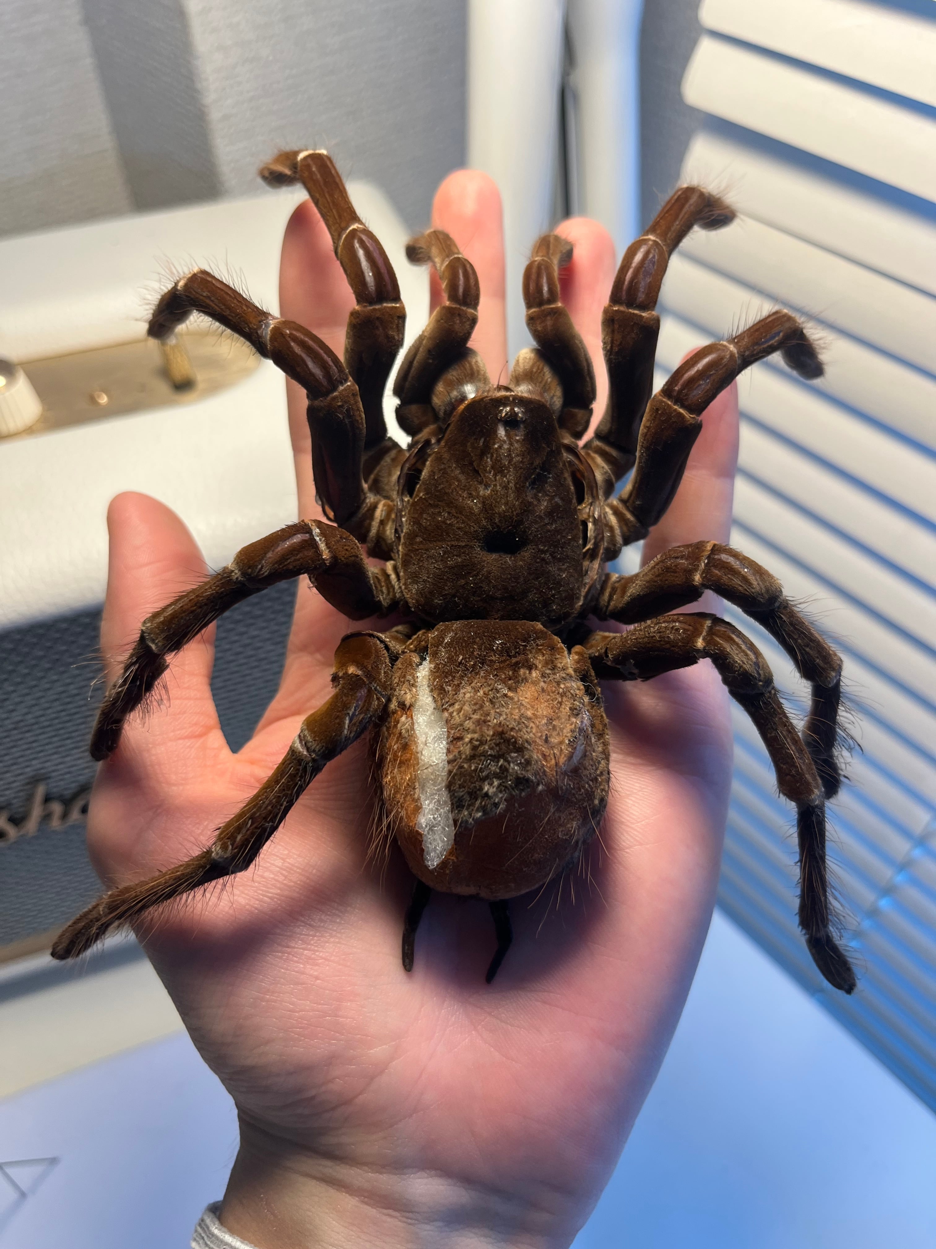 蜘蛛最大種】バーガンディーゴライアスバードイータータランチュラの