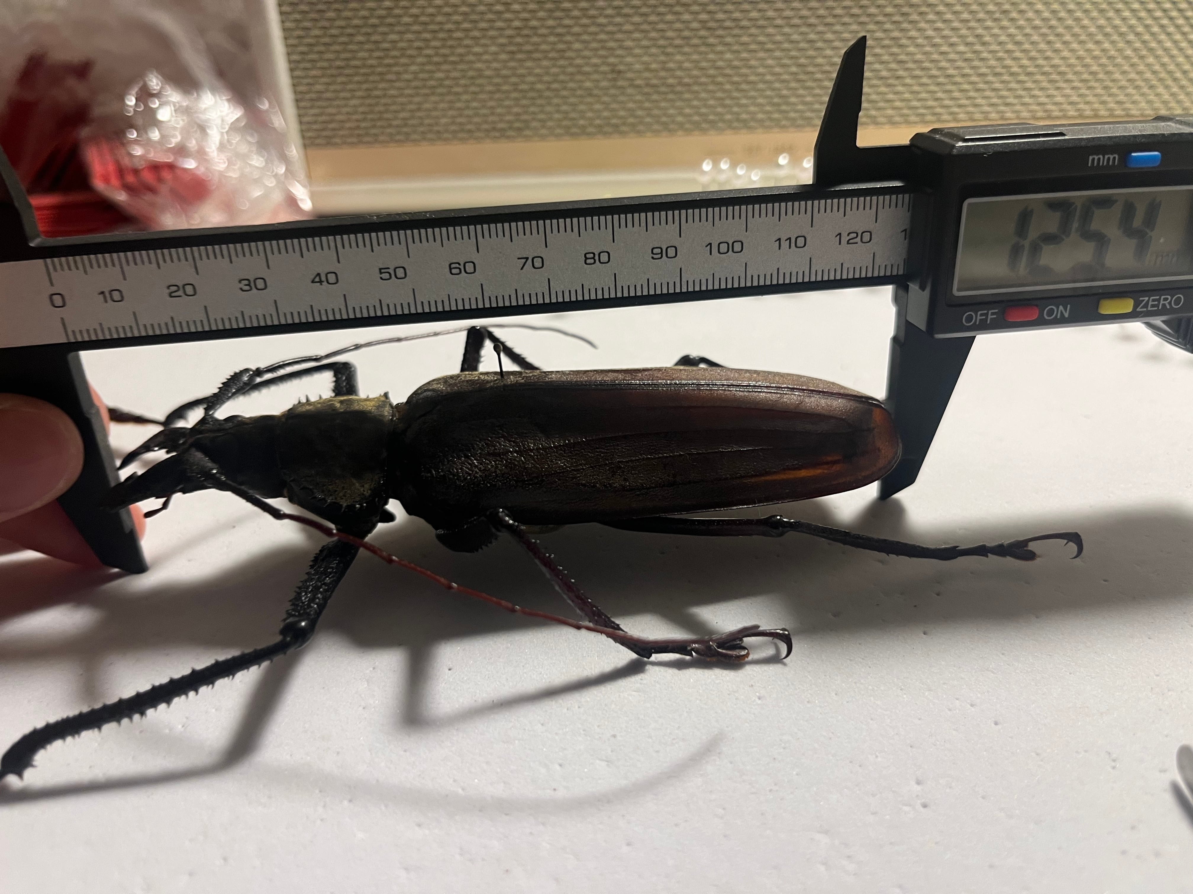 125mm♂】スジバネトゲフチオオウスバカミキリ ブルウスバカミキリ