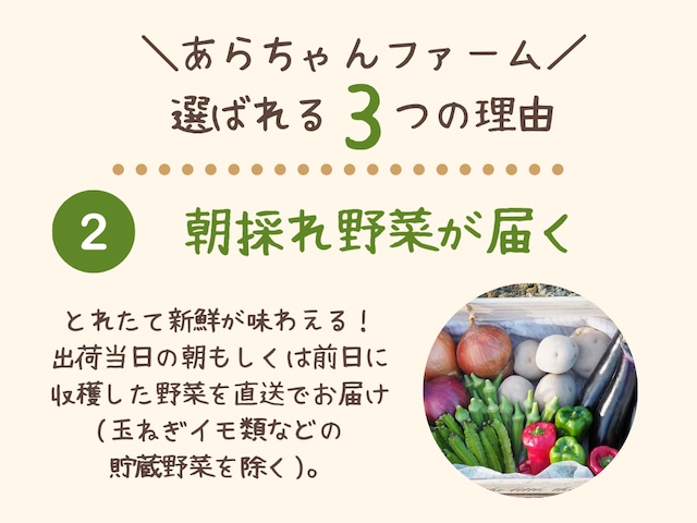 旬の野菜セットM【化学合成農薬、化学肥料不使用】