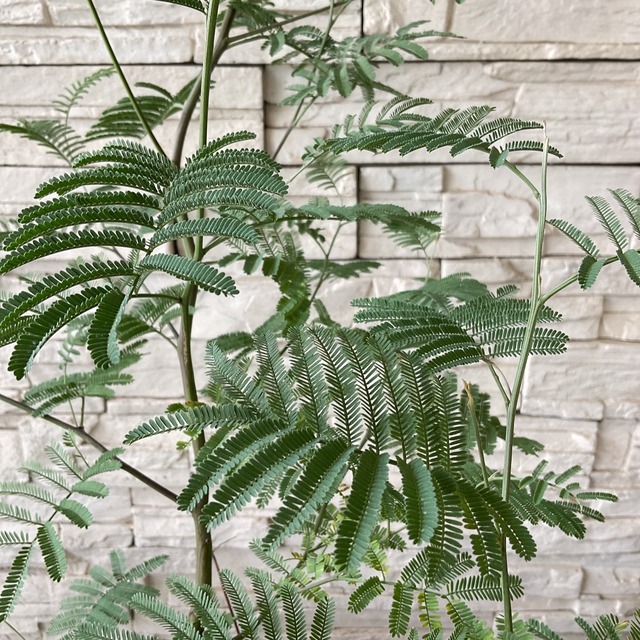 庭木 果樹 アカシア デアネイ 6寸鉢 橋本種苗園