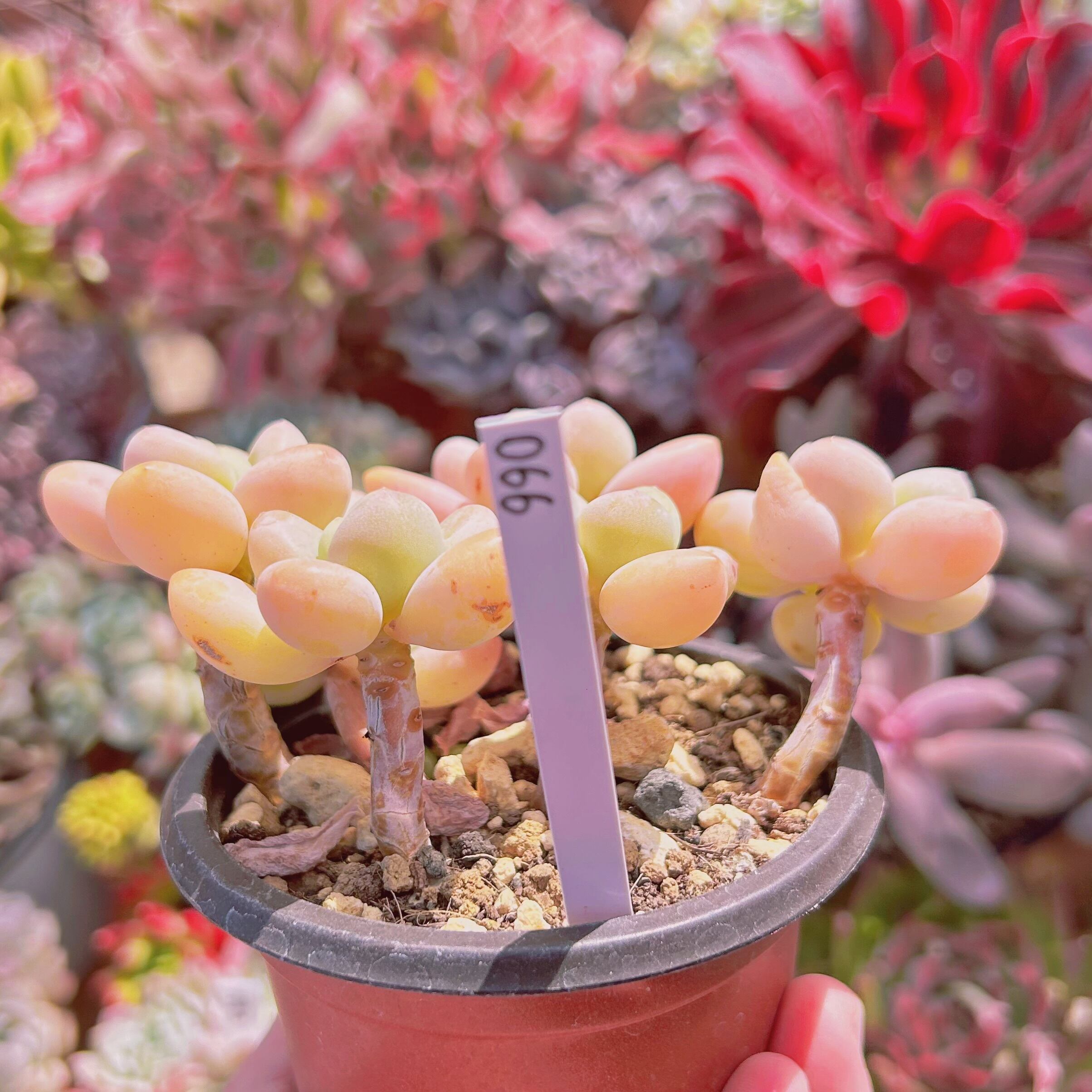 066現物 多肉植物 シャボン玉 特大群生 | るる農園~多肉植物専門