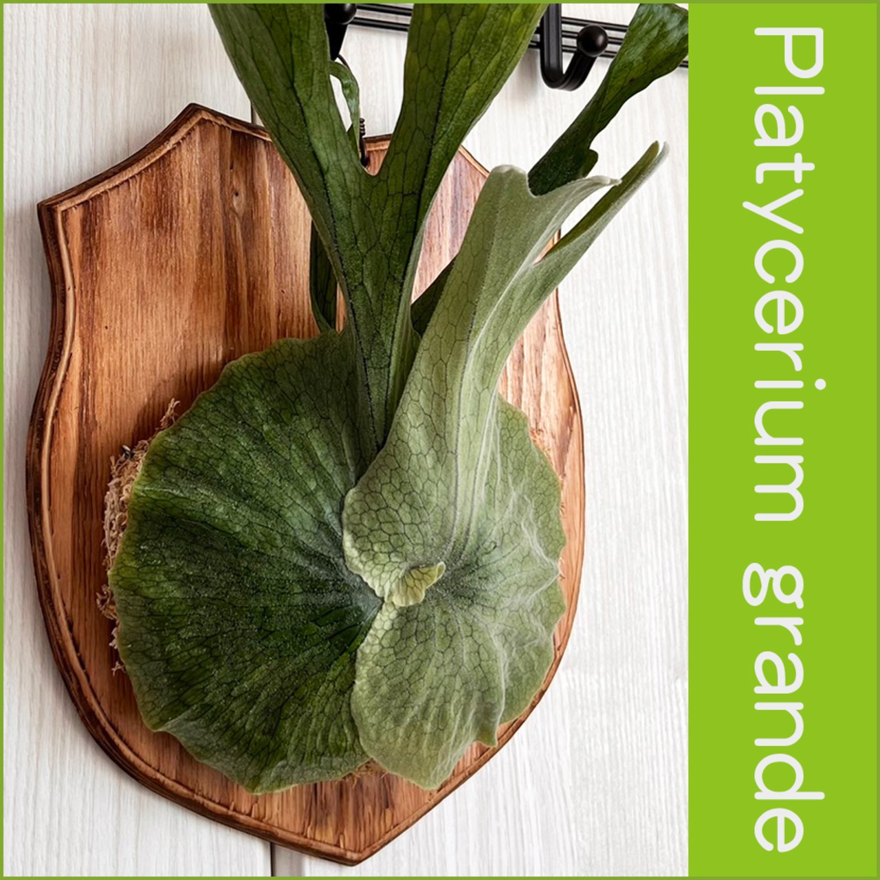 ビカクシダ グランデ 板付 【観葉植物 壁掛け コウモリラン】