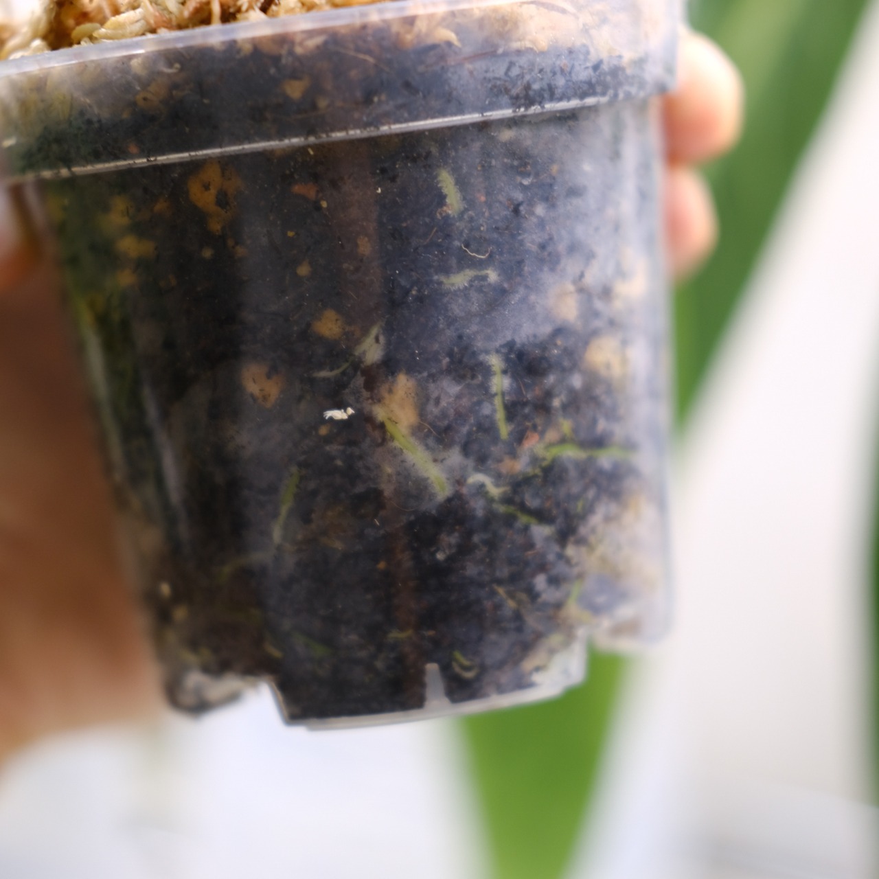 アンスリウム ワロクアーナム / Anthurium Warocqueanum⑬ / 観葉植物<育て方・花言葉>