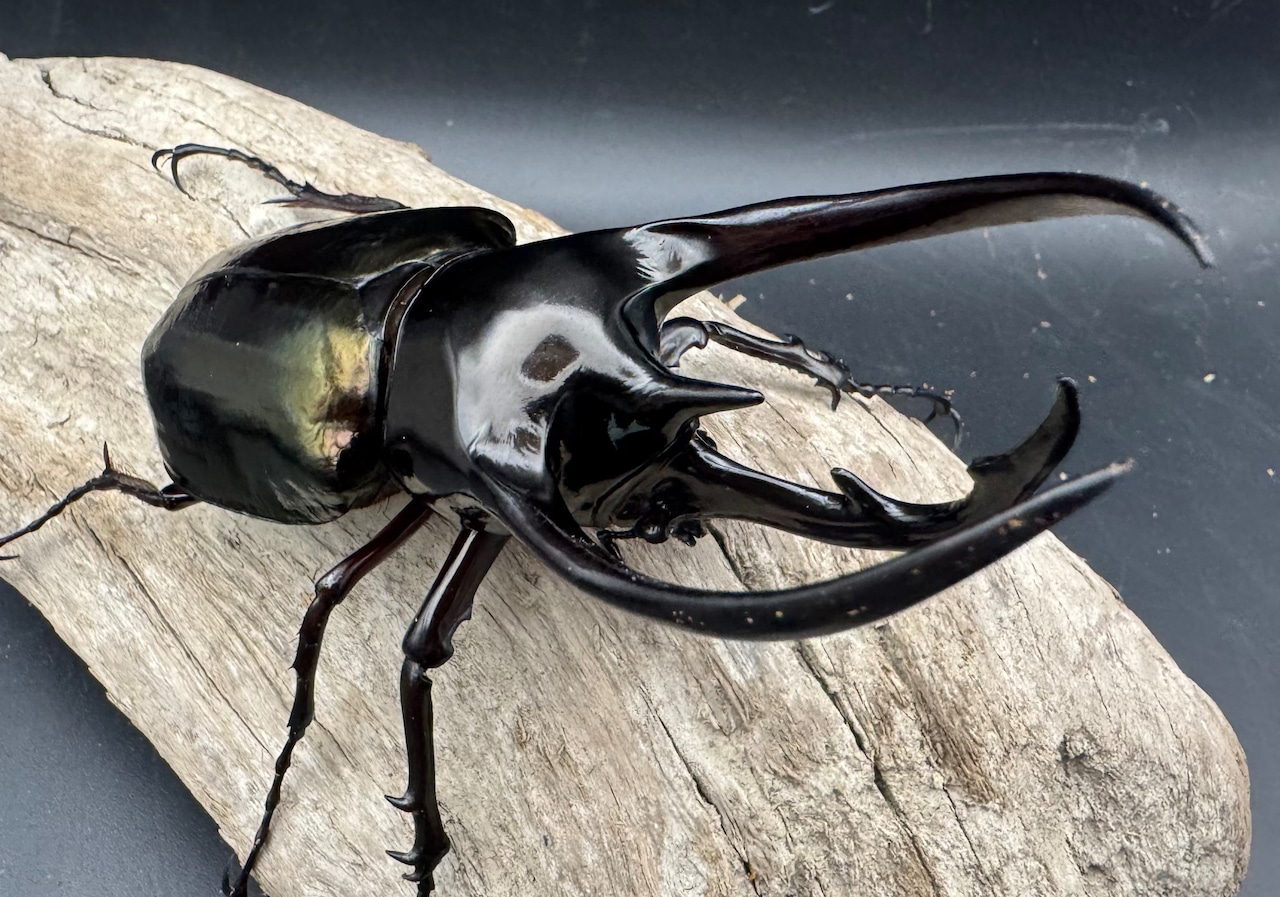 【WD】《ジャワコーカサスオオカブト 110mm A'品ペア》