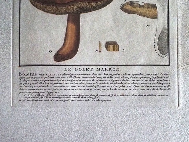 キノコの図版  Bolet Marron