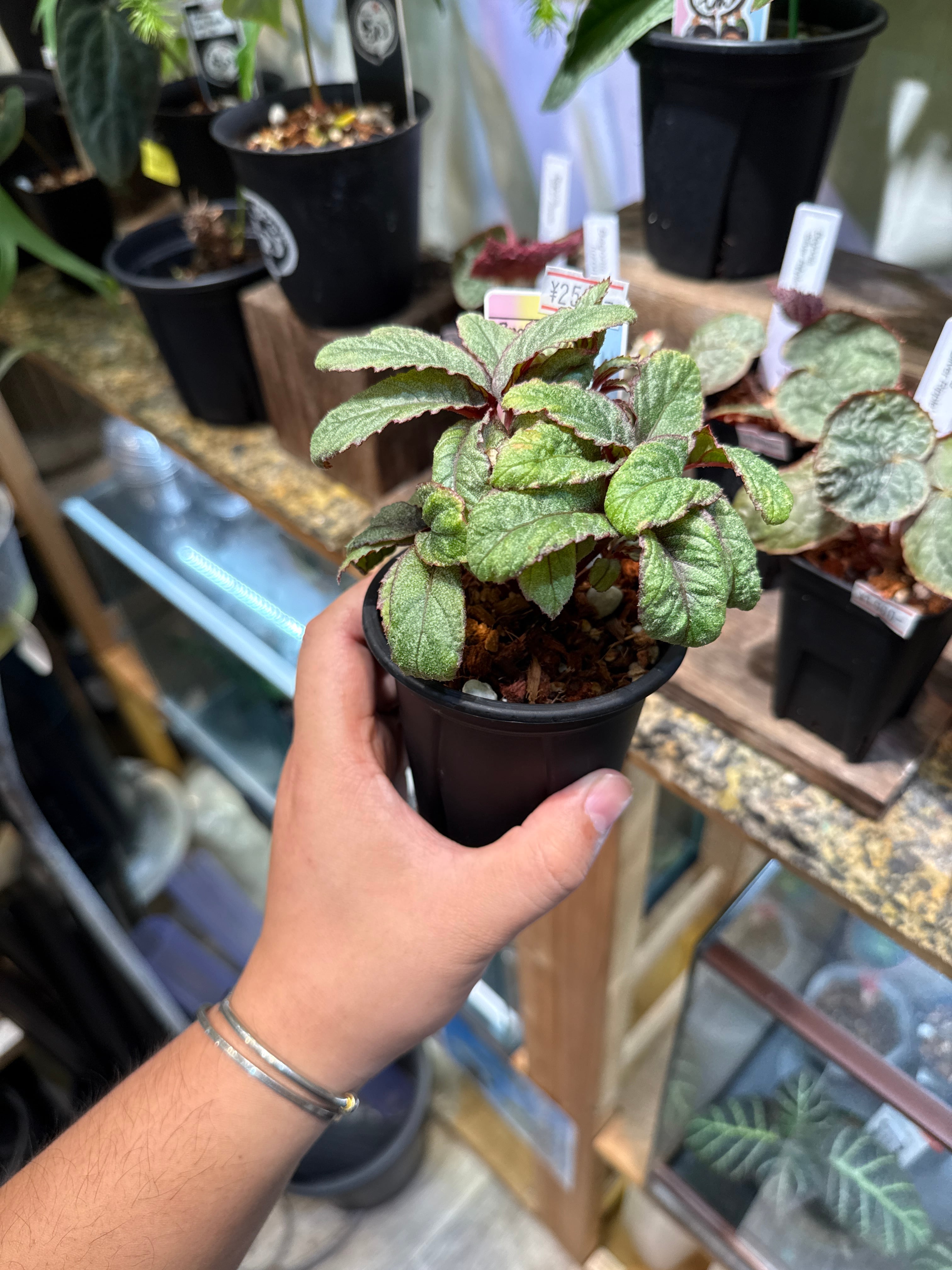 ベゴニア・ペペロミアなど | Gardenえん 【観葉熱帯植物】