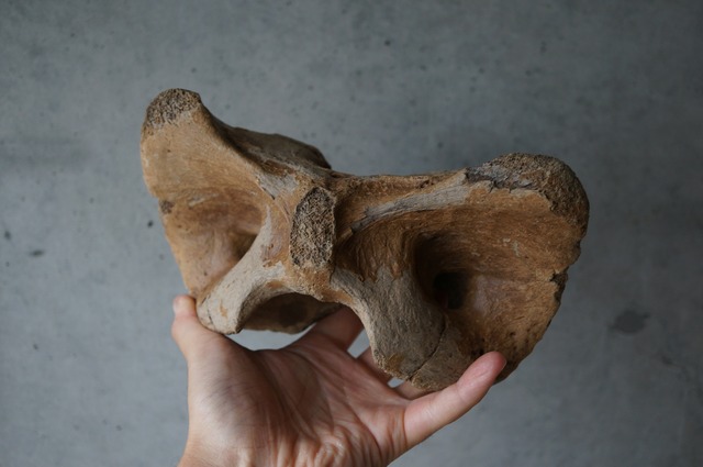 古代大型哺乳類 環椎骨 Atlas Vertebra 2395