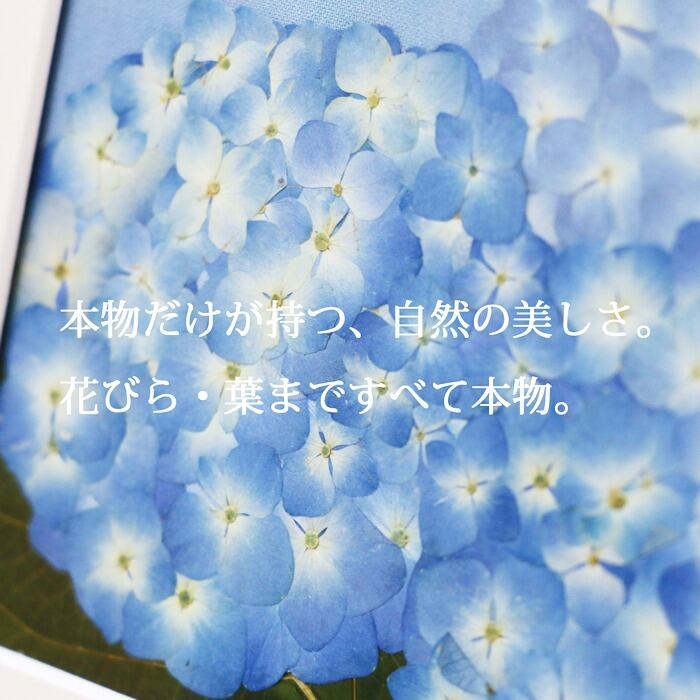 本物のお花の押し花アート 紫陽花（あじさい）フレームギフト｜6月の