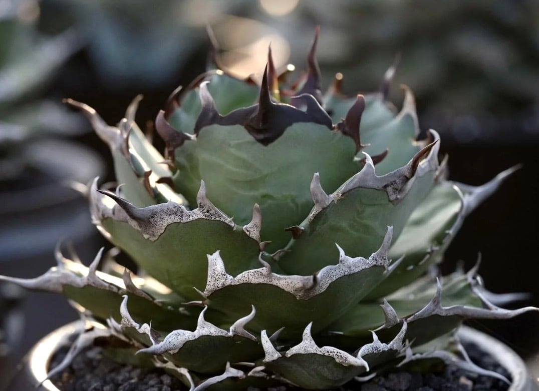 AZ.PLANTS