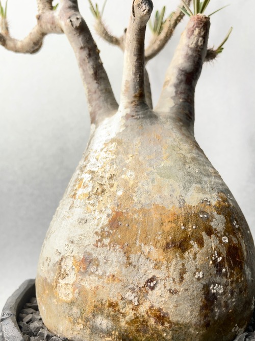 パキポディウム・グラキリス