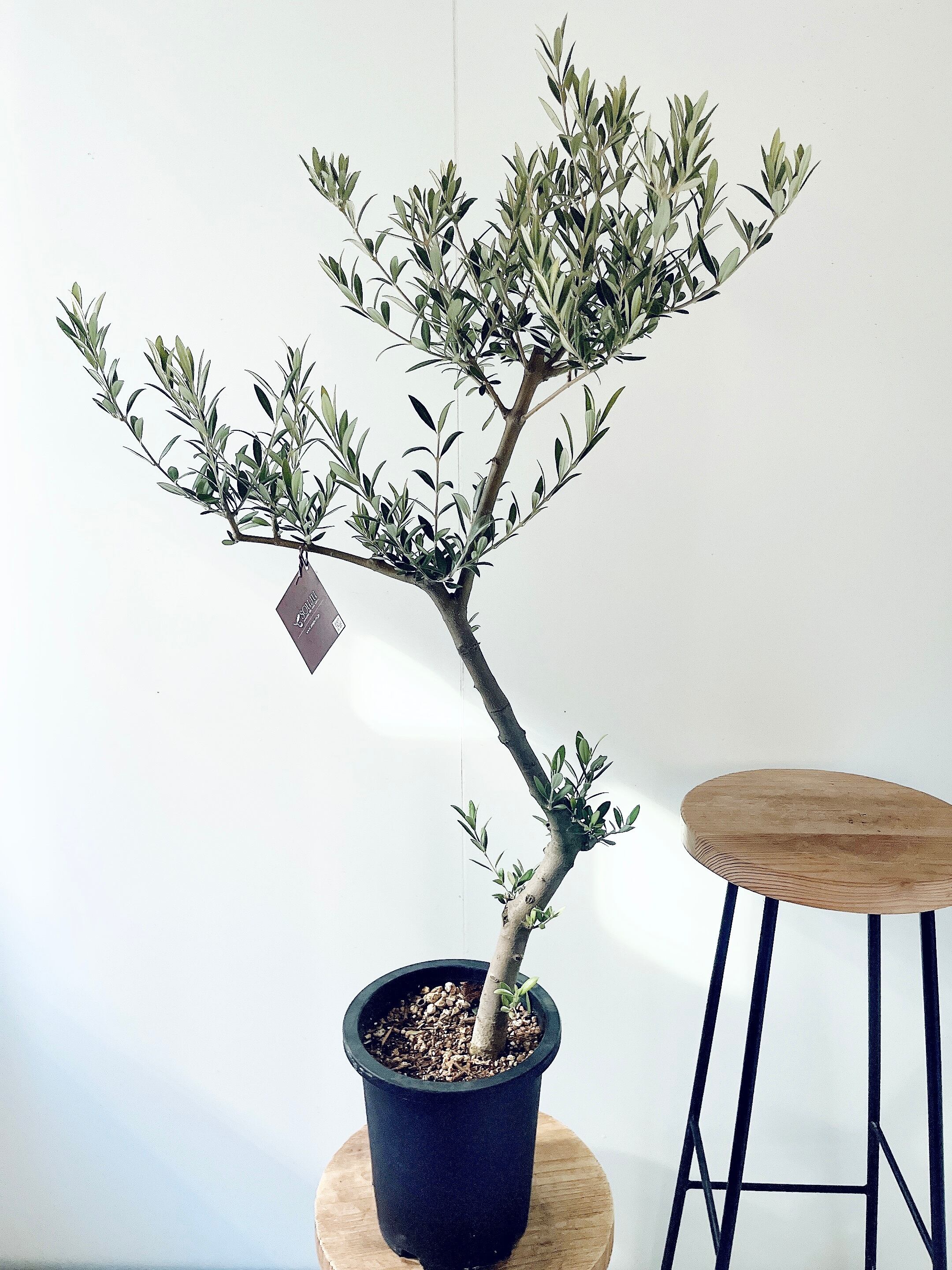 ［現品］【珍しい】96番　ブコニア　レクルバータ　バリエガータ　トックリラン 現品］【珍しい】96番 ブコニア レクルバータ バリエガータ