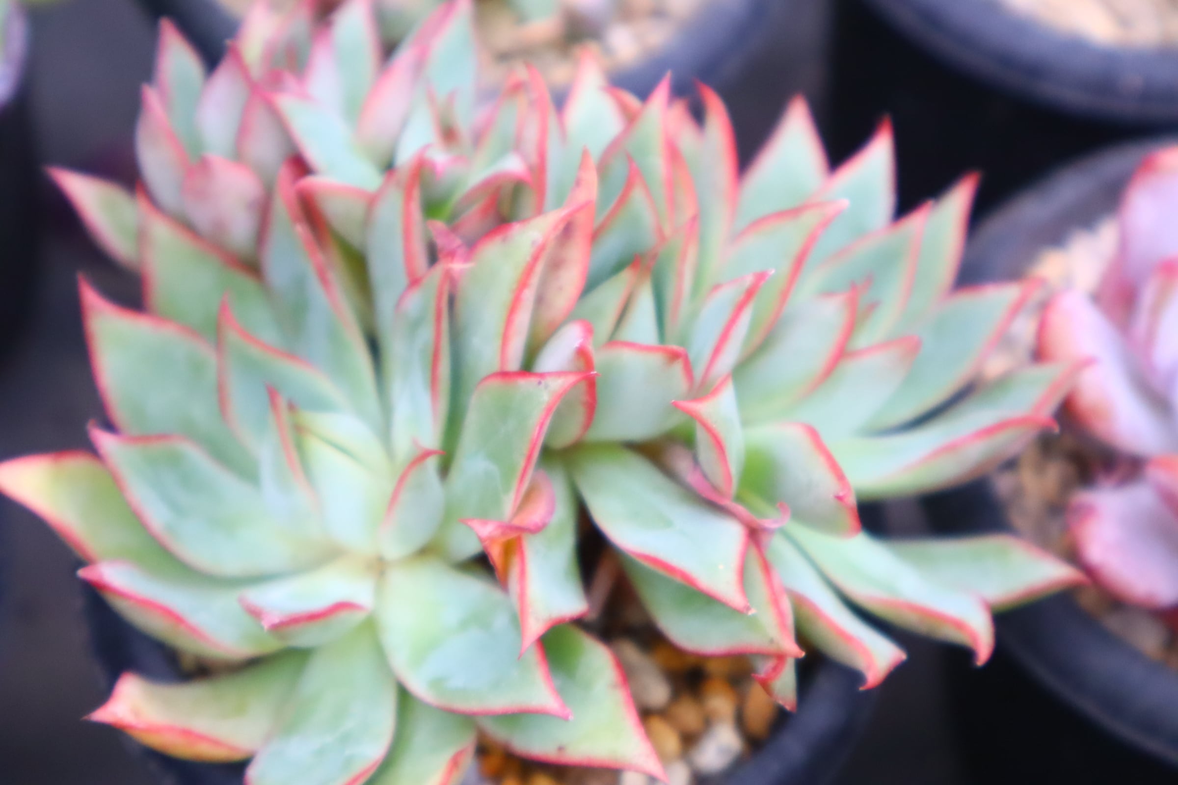 273.エケベリア・ピンクドラゴン群生 | 二代目大和高原の多肉屋