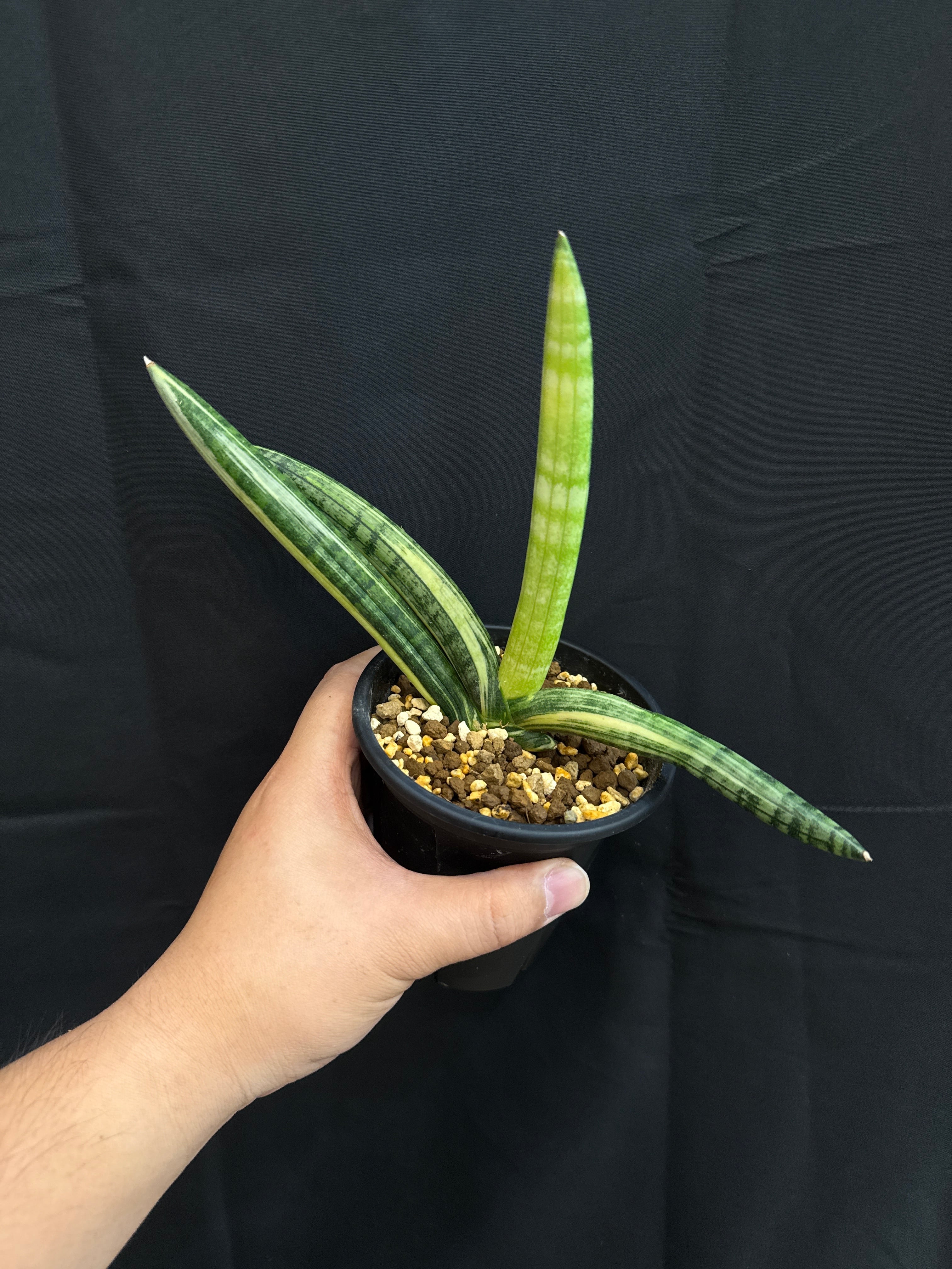 サンスベリア ボンセレンシスバリエガータ | Gardenえん 【観葉熱帯植物】