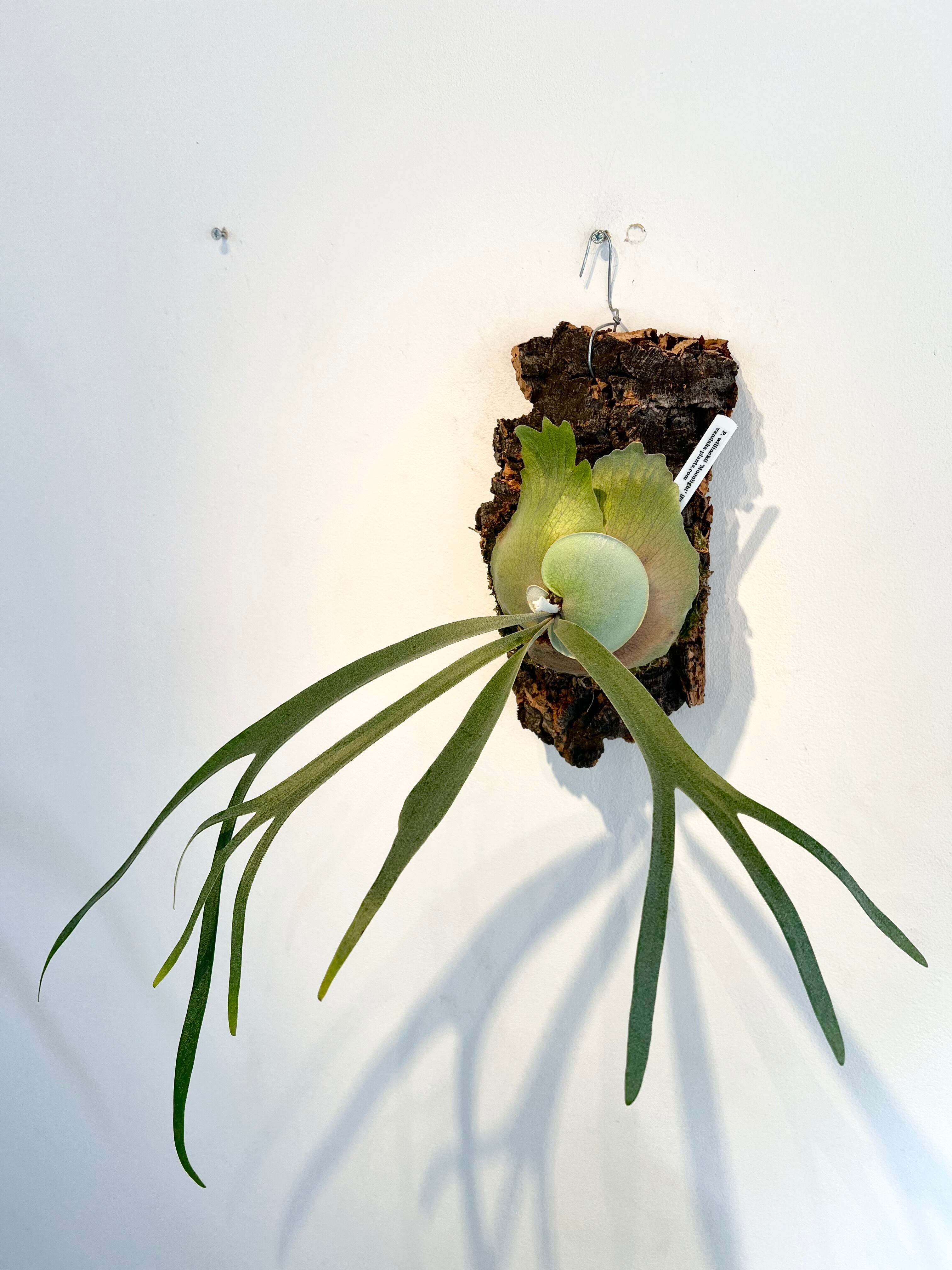 P.willinckii 'Moonlight' vp ビカクシダ　ムーンライト P.willinckii moonlight#vp 私の技量ではこの株の良さを写真で