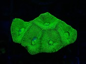 Goniastrea Frag 19"