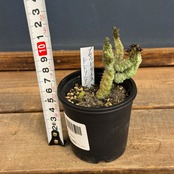 プセウドリトス　ドドソニアヌス【707】