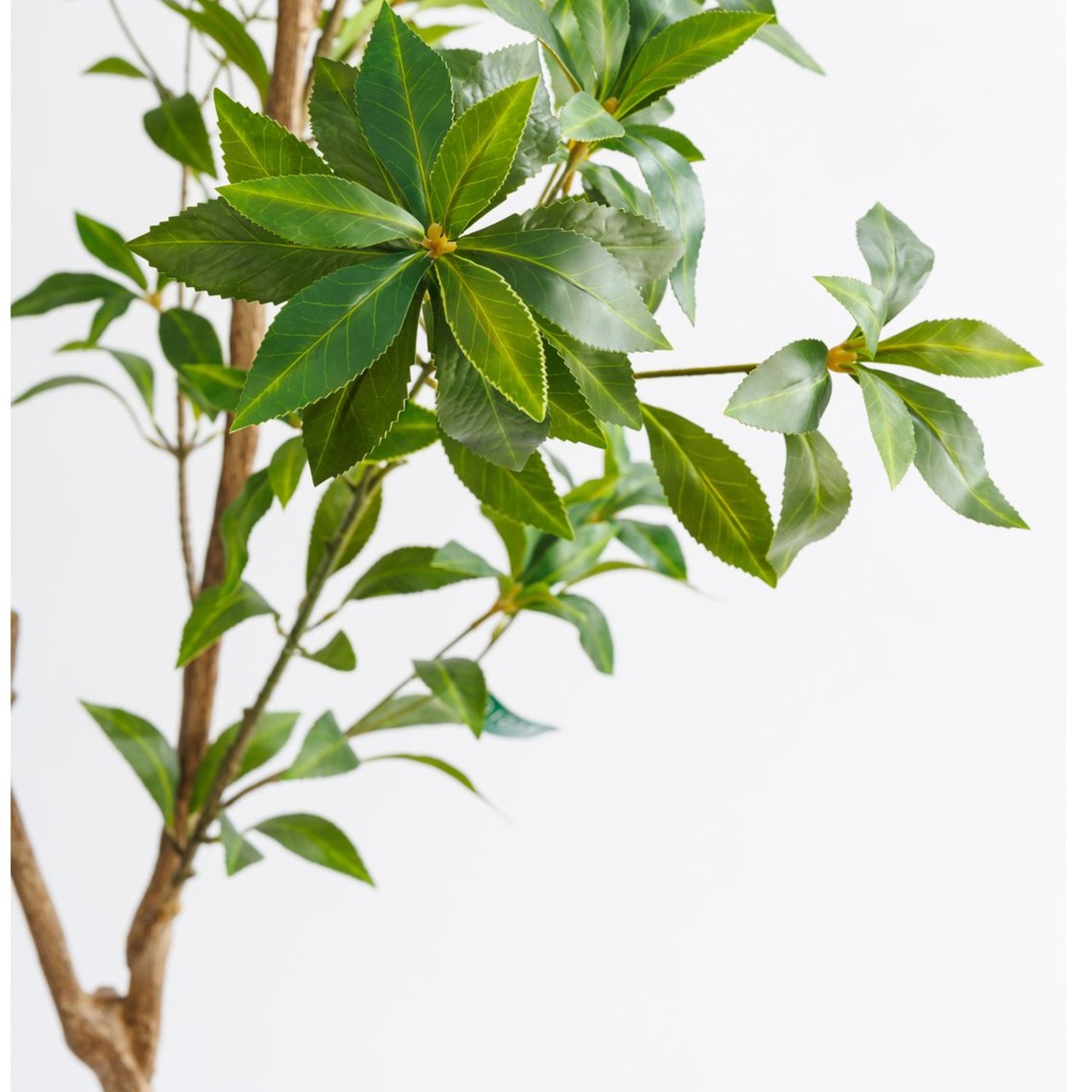 シロダモ180［人工観葉植物・フェイクグリーンT］
