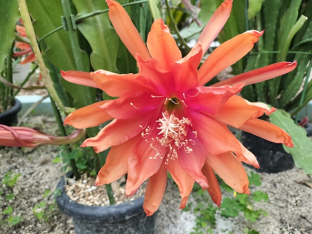 Epiphyllum hybrid 'Golden Harvest'　１０．５ｃｍＰＯＴ　３．５号鉢