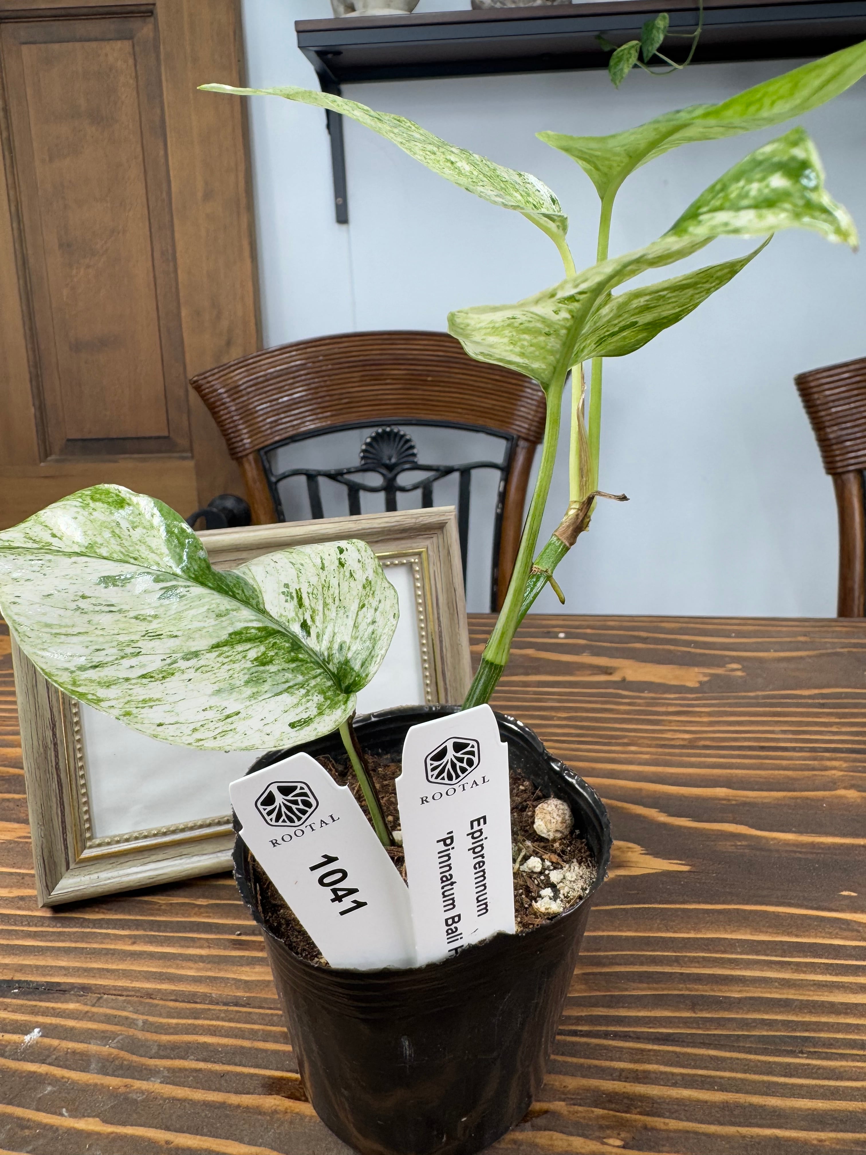 斑入り】エピプレムナム バリ23-2 希少❗️斑入り❗️美斑