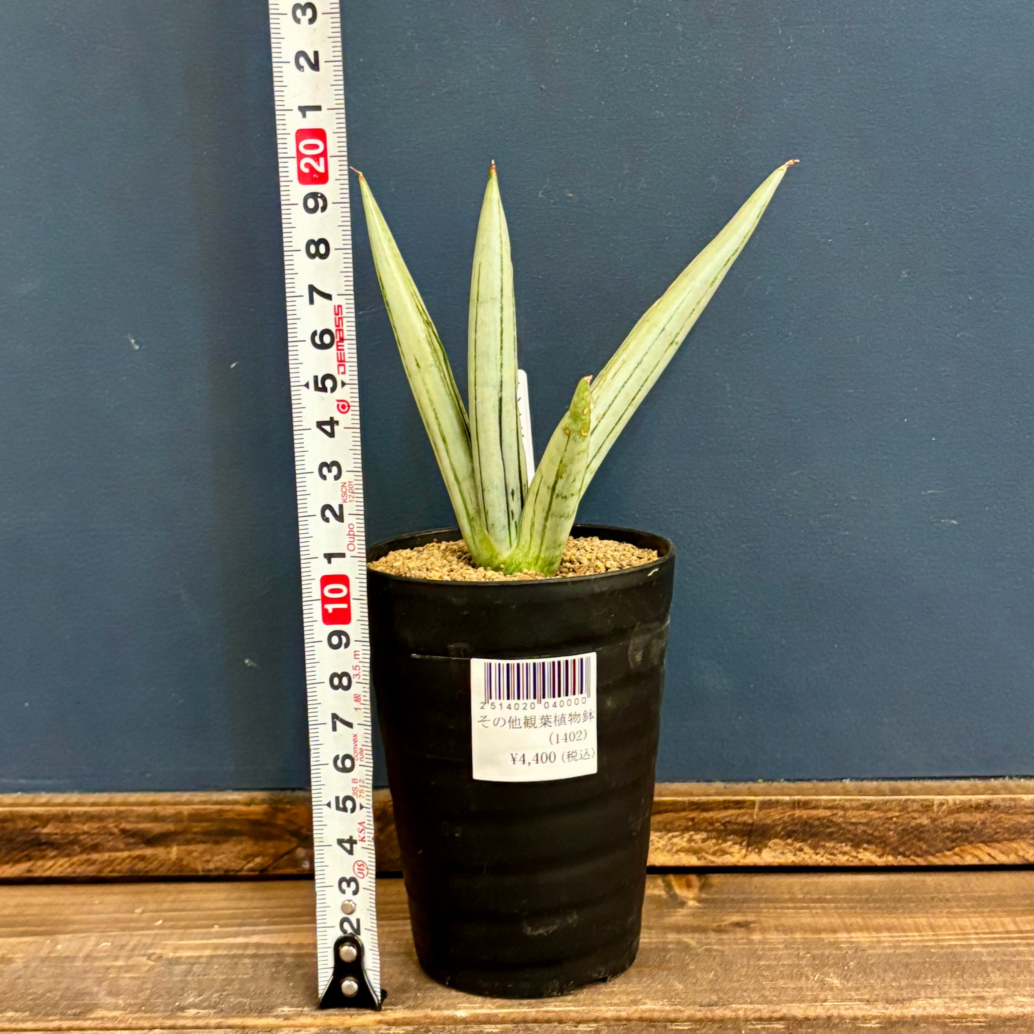 巨大！サンスベリア　流通のない激レアサンスベリア ！【フミフローラ】　17 なんでうちのサンスベリアは背が高くならないんだろ？🤔 : r/houseplants