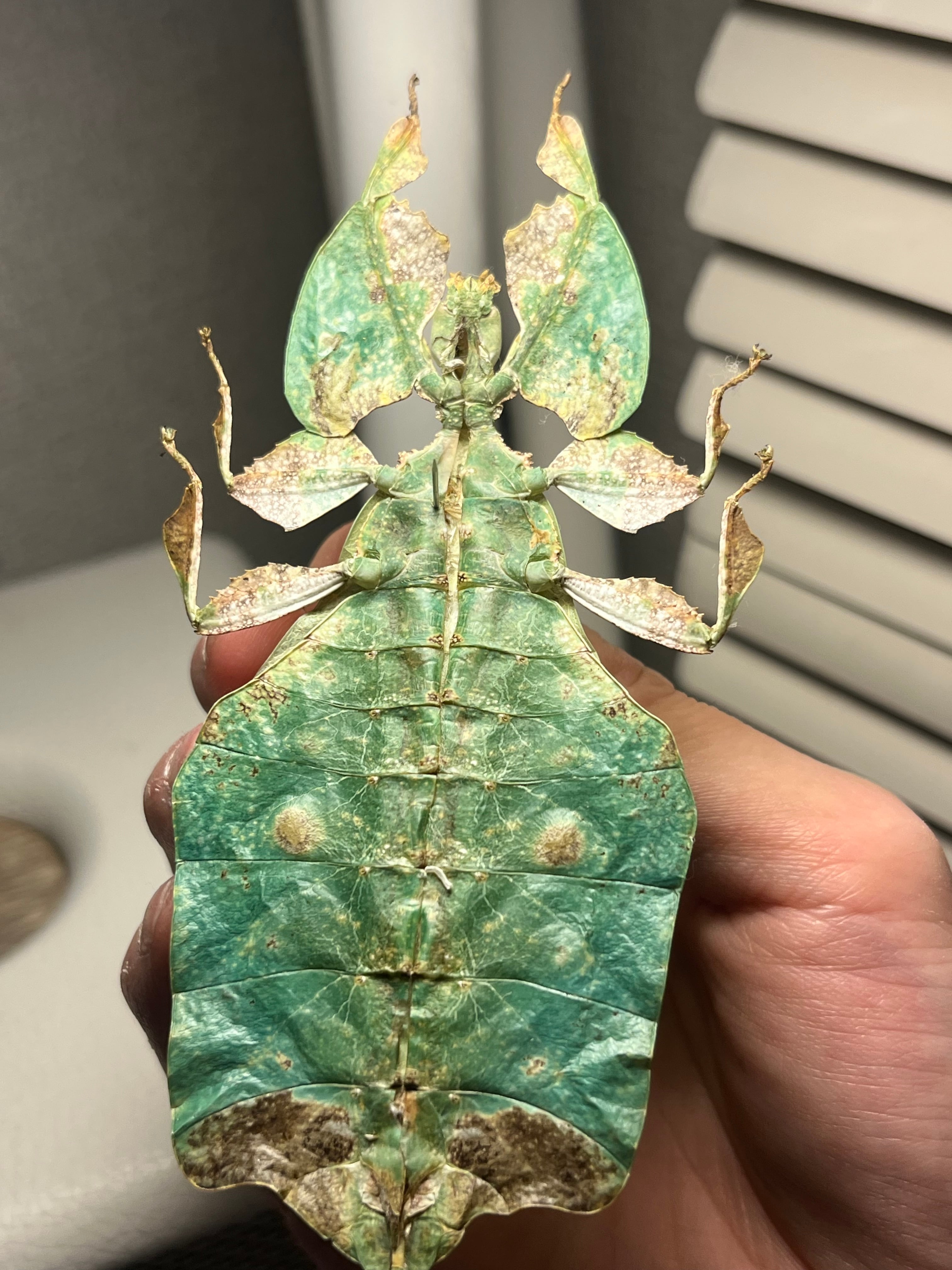 150mm】センスオオトビナナフシ 昆虫標本 コノハムシ 標本 150mm