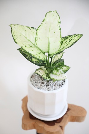 【S】アグラオネマ ホワイトバレンタイン/Aglaonema Valentine  ※陶器鉢付き