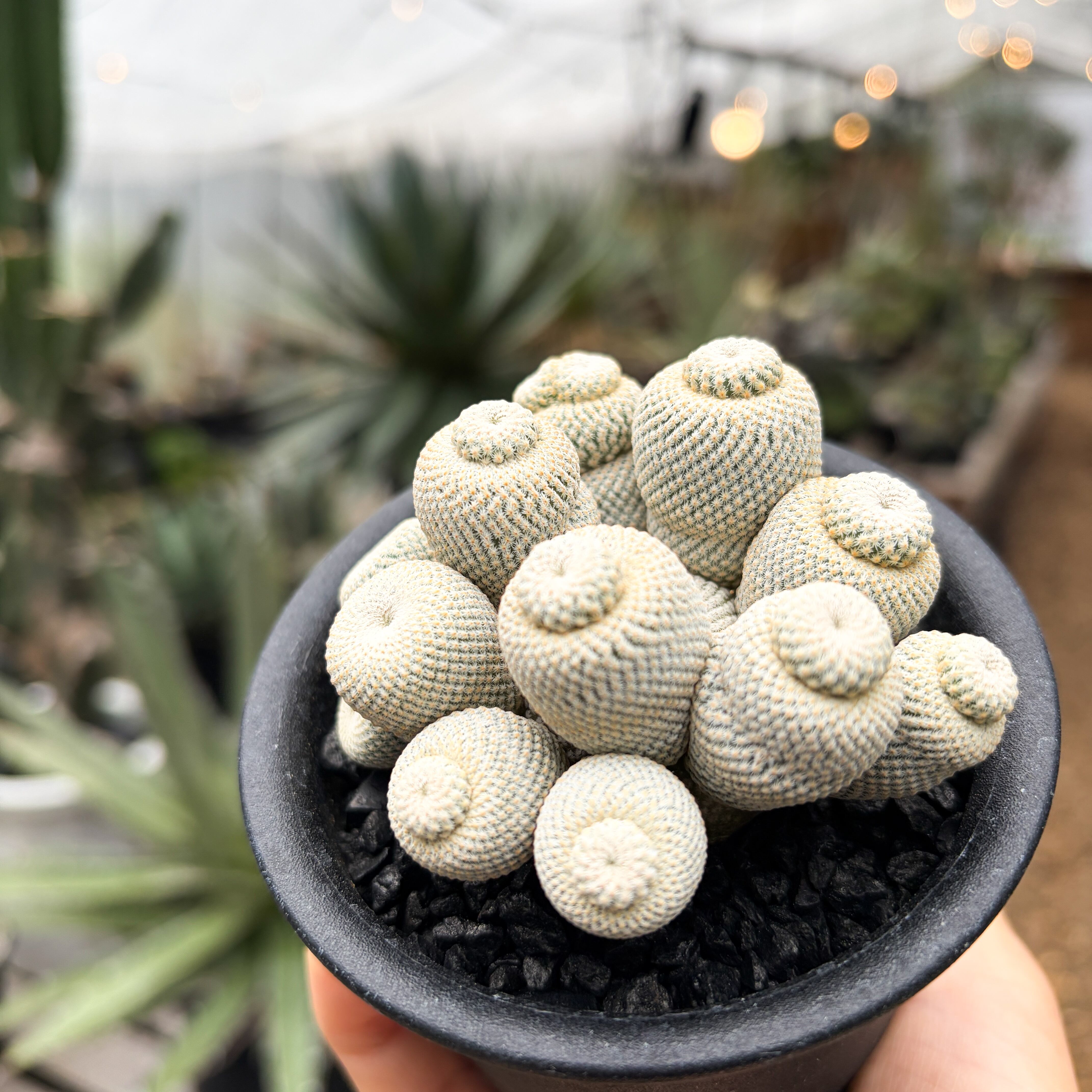 エピテランサ・小人の帽子 モンスト(抜き苗) エピテランサ・小人の帽子