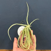 チランジア　ドーラティ(ドゥラティ)【965】