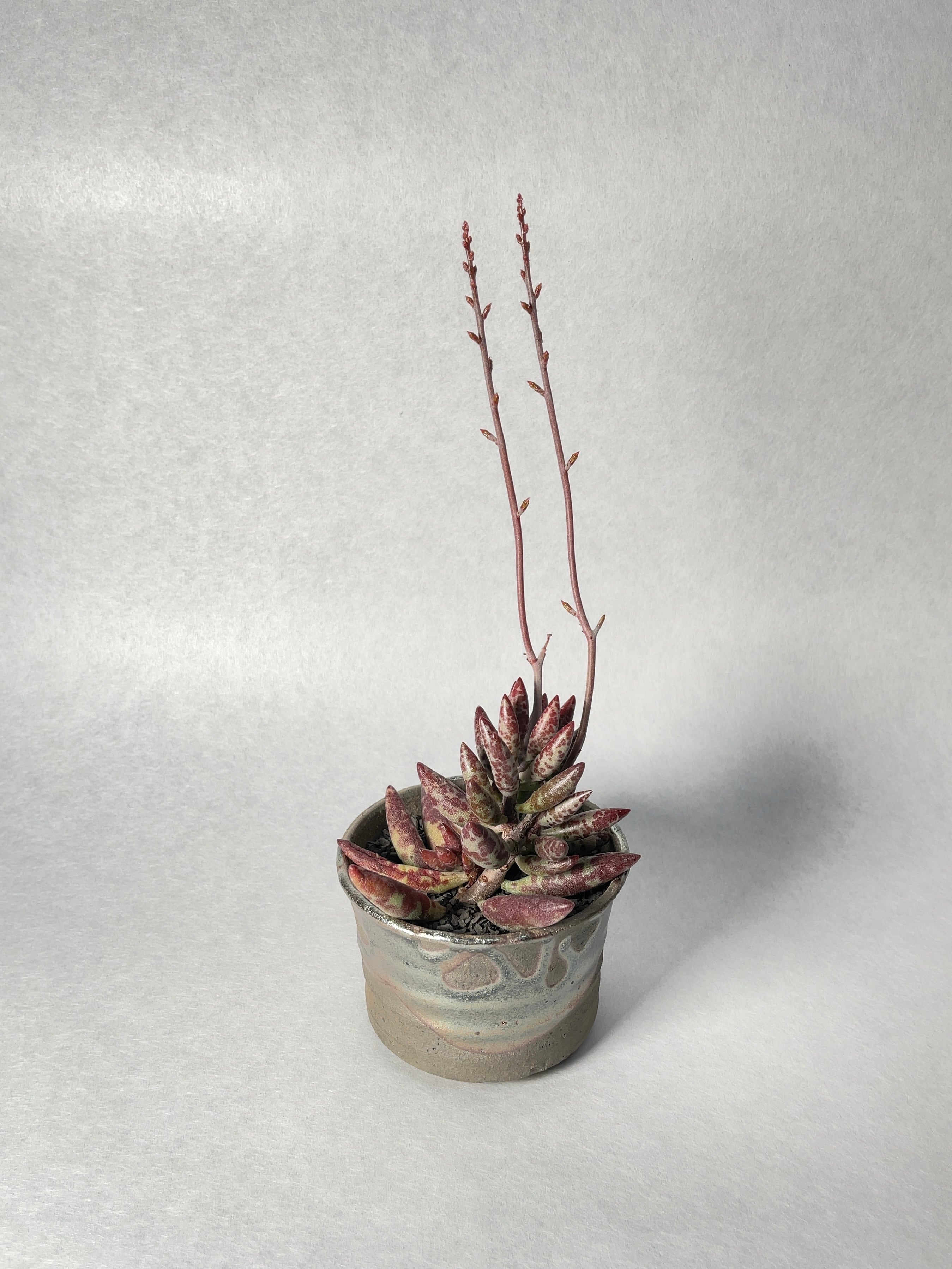 アドロミスクス・フィリカウリス・レッドスポット | trigger