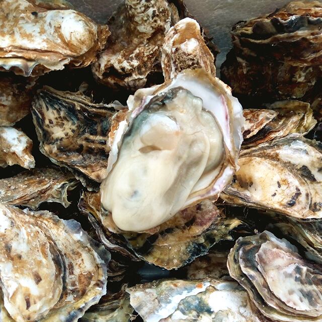 北海道厚岸産 殻付き生牡蠣 マルえもん Sサイズ 50個入り | KitaKara