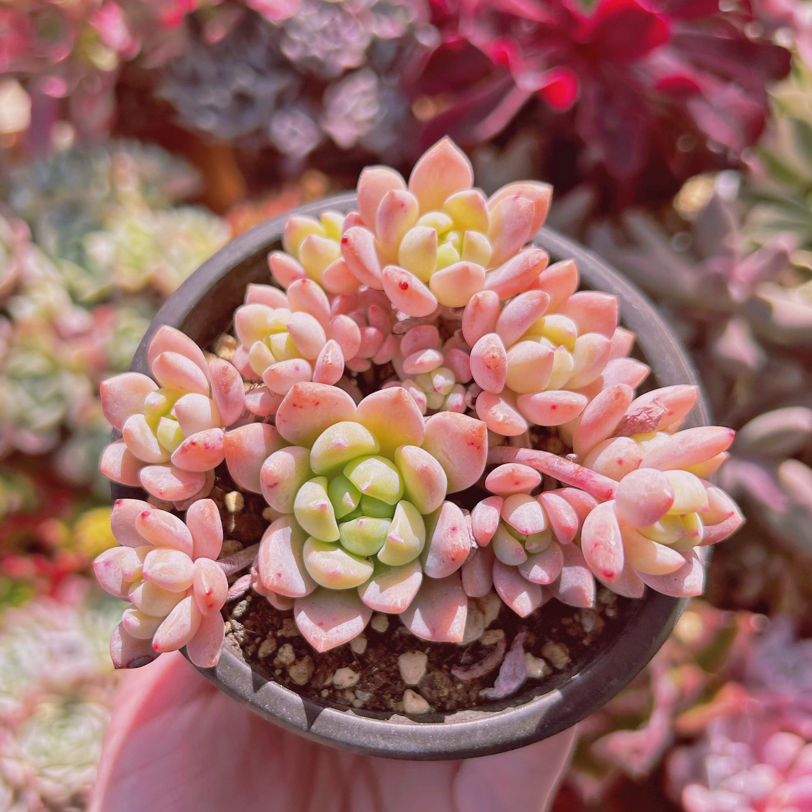 #816現物　多肉植物　千本桜