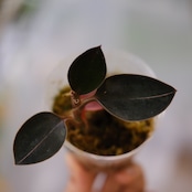 Ludisia discolor var. nigrescens / ルディシア ディスカラー ニグレスセンス③ / 観葉植物