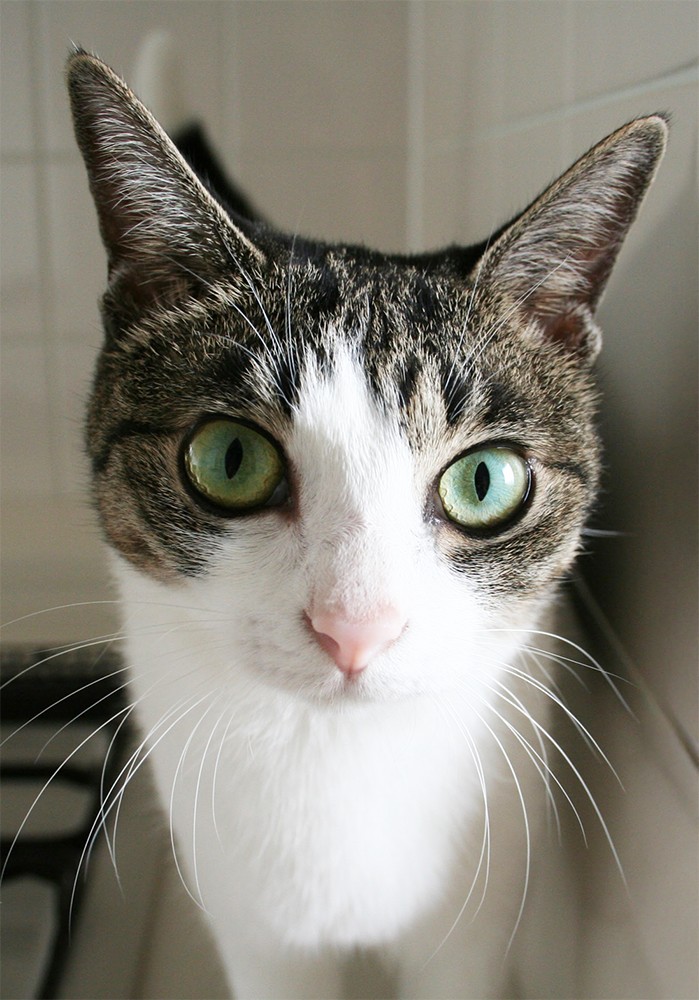 猫 ポストカード The Cat who....キッチン キャット 10x14.8センチ(cm)官製はがきサイズ 猫写真 はがき ねこ葉書 ネコハガキ Postcard ジェリー