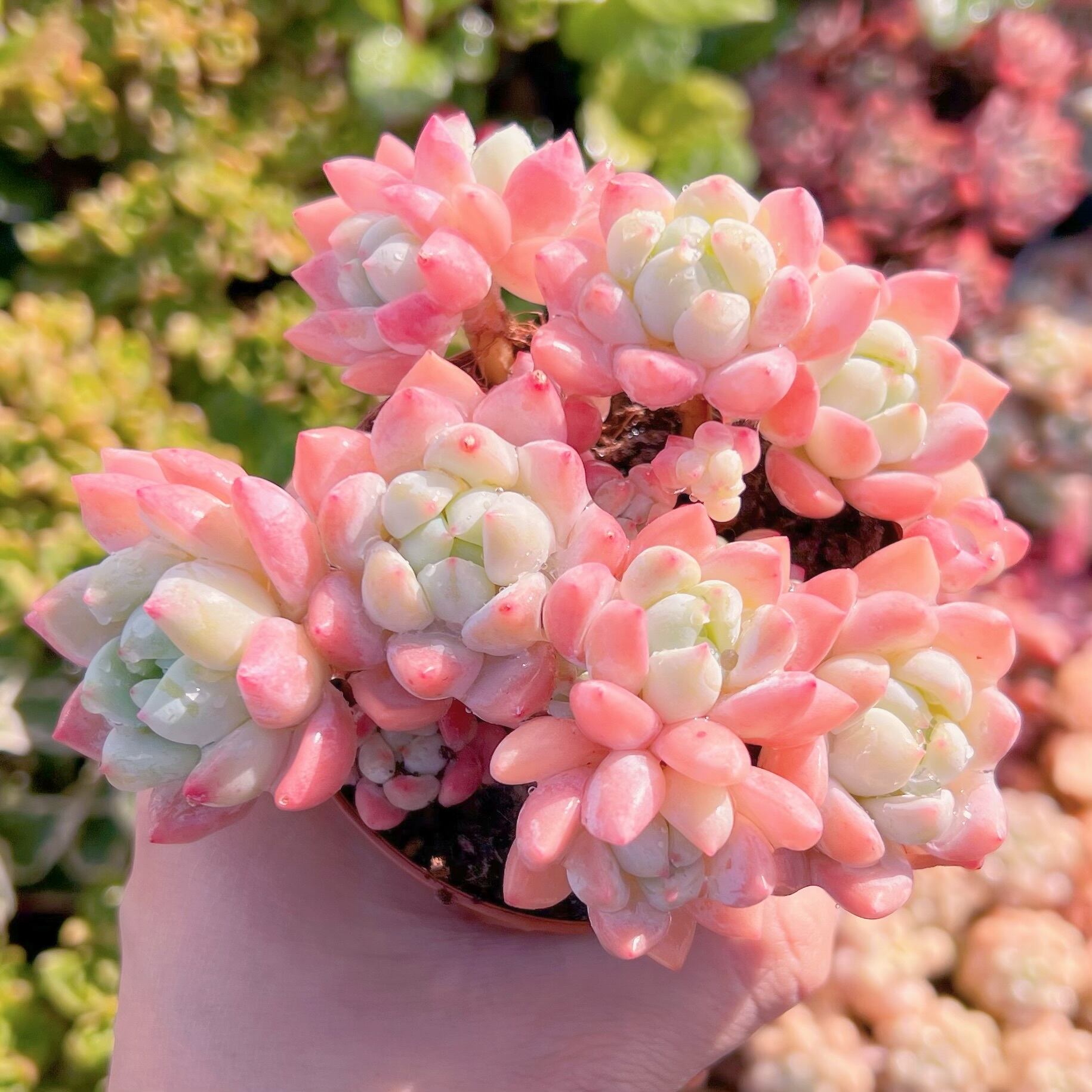 現品　プロリフェラxラウル#890   るる農園