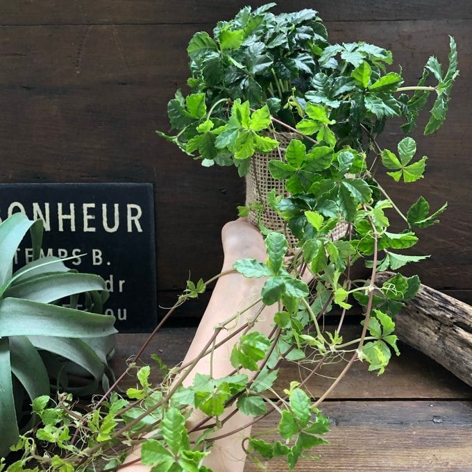 シュガーバイン 垂れ下がり 常緑つる性植物 風水 観葉植物 | 植物の店