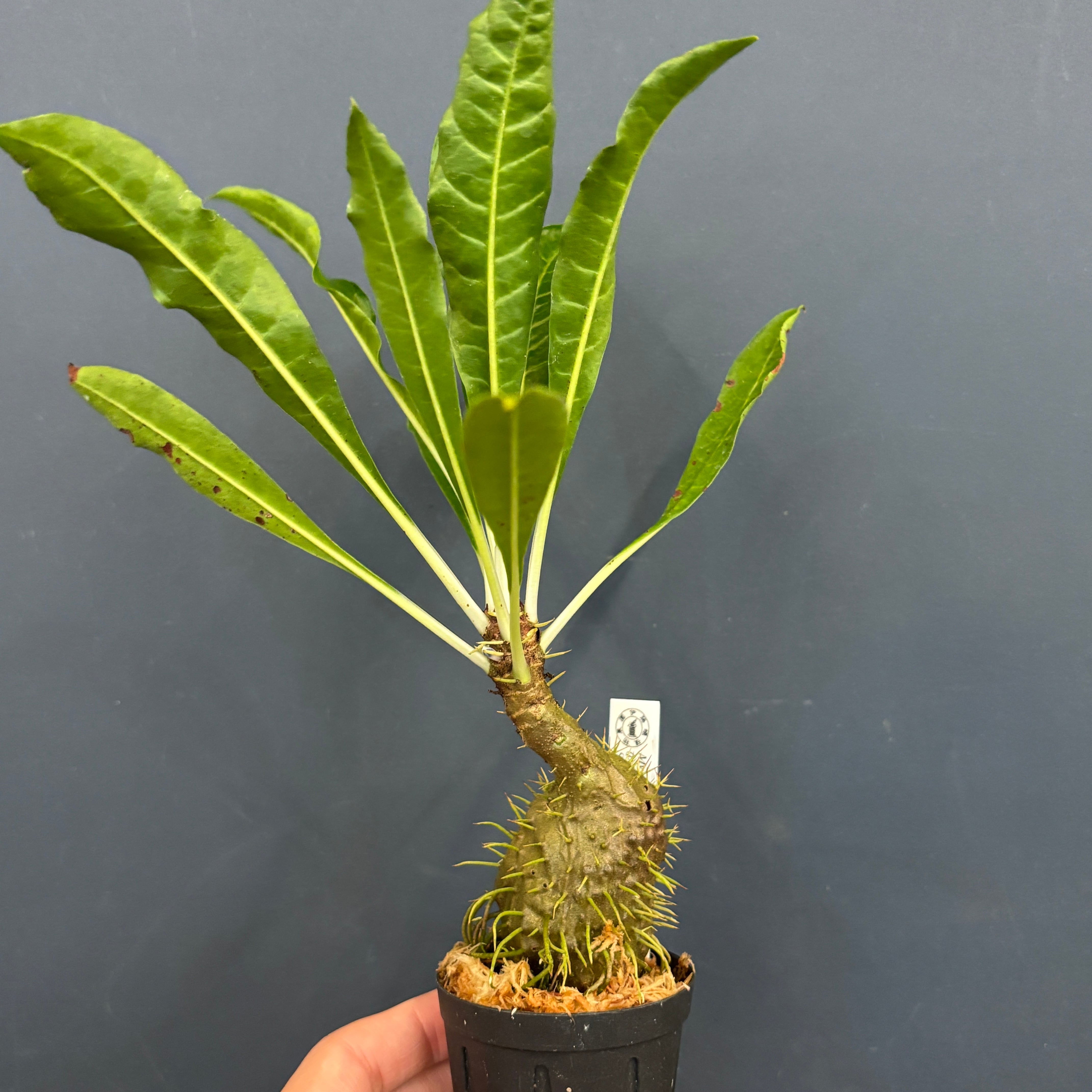まさまる　アリ植物 珍奇植物。ジャングルに棲まう、あやしげなアリ植物