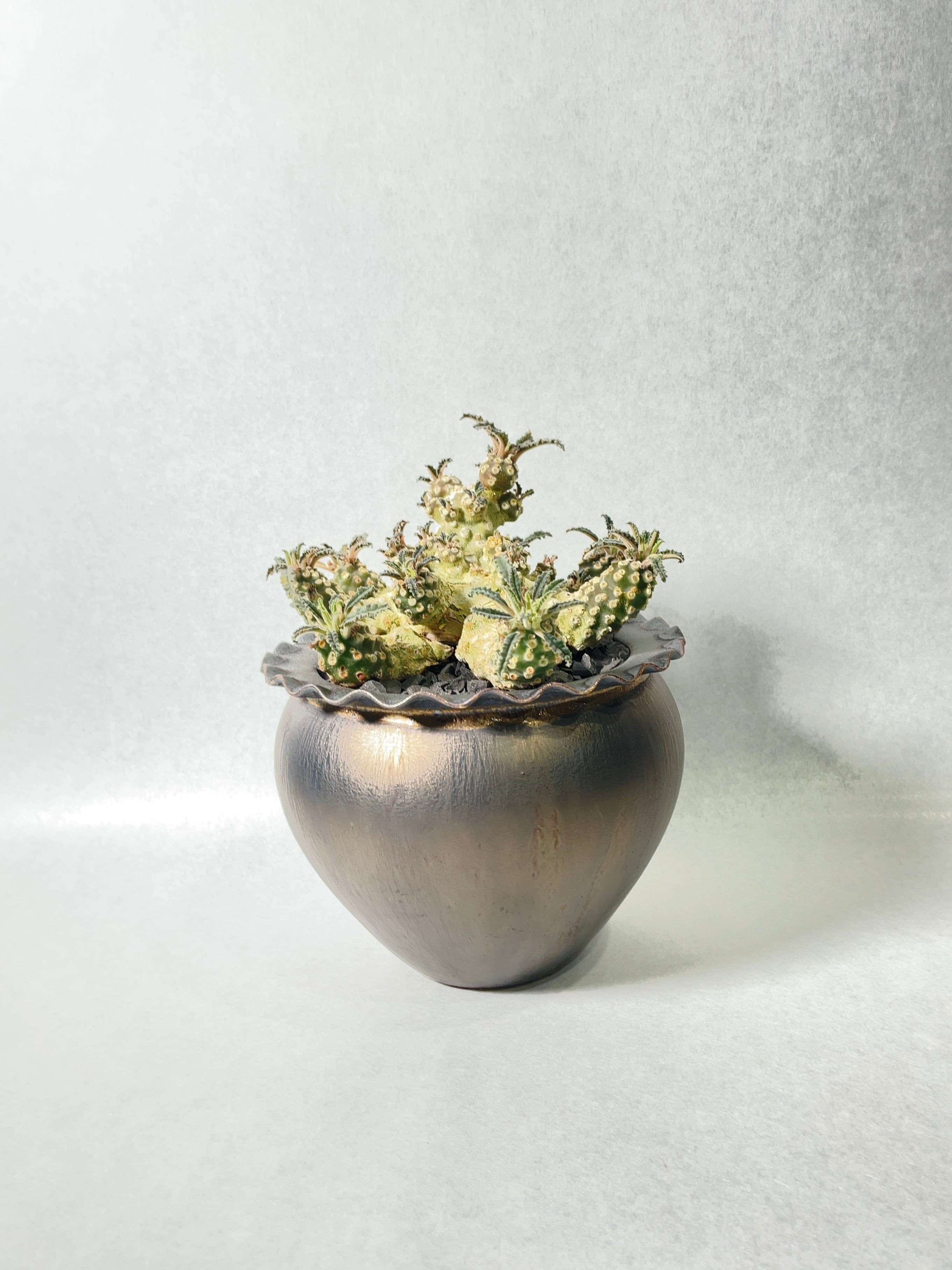 ドルステニア・ラブラニー | trigger