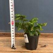 ベゴニア sp. Papua New Guinea【639】