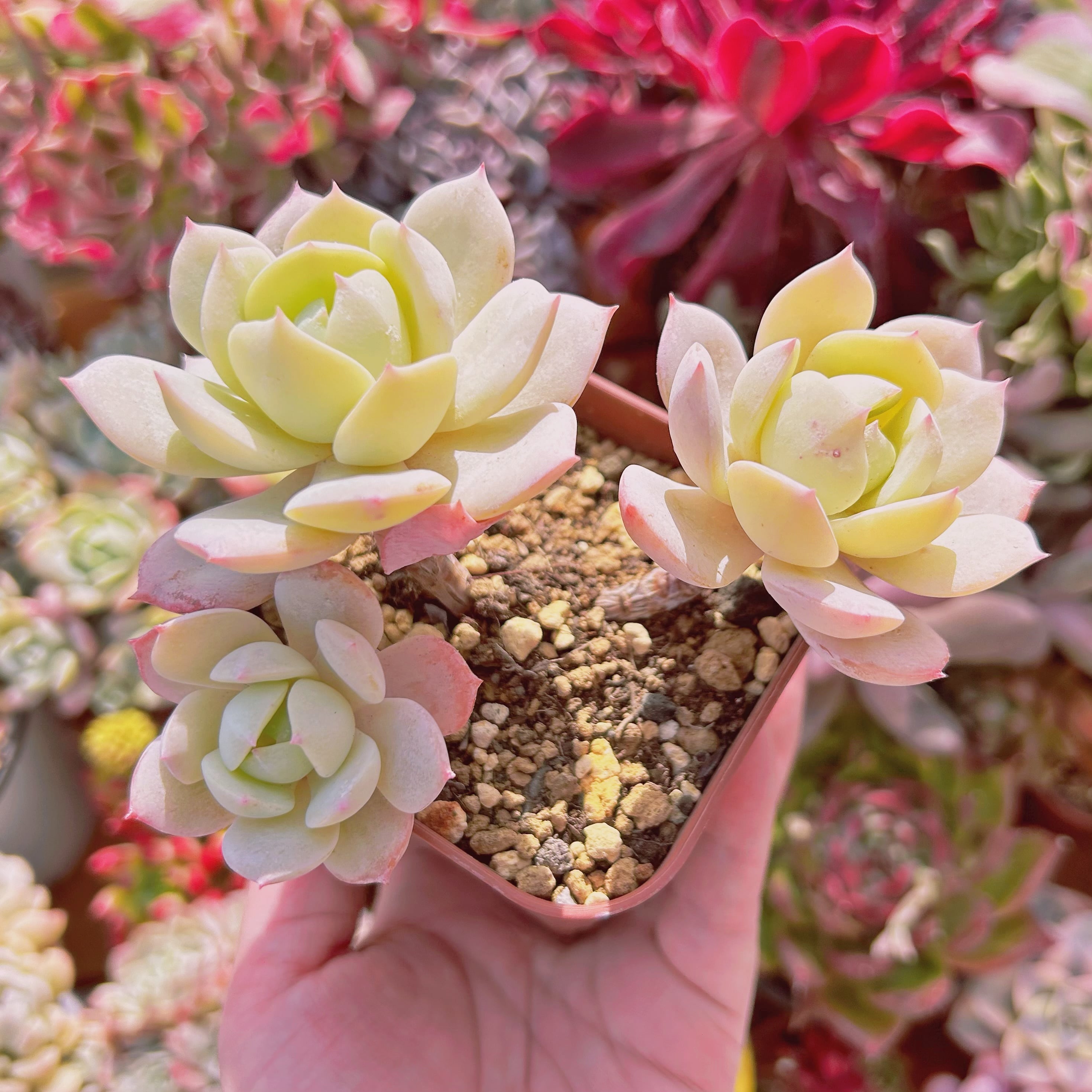573現物 多肉植物 冷香 大群生 抜き苗 | るる農園~多肉植物専門 573現物 多肉植物 冷香 大群生 抜き苗 | るる農園~多肉植物専門
