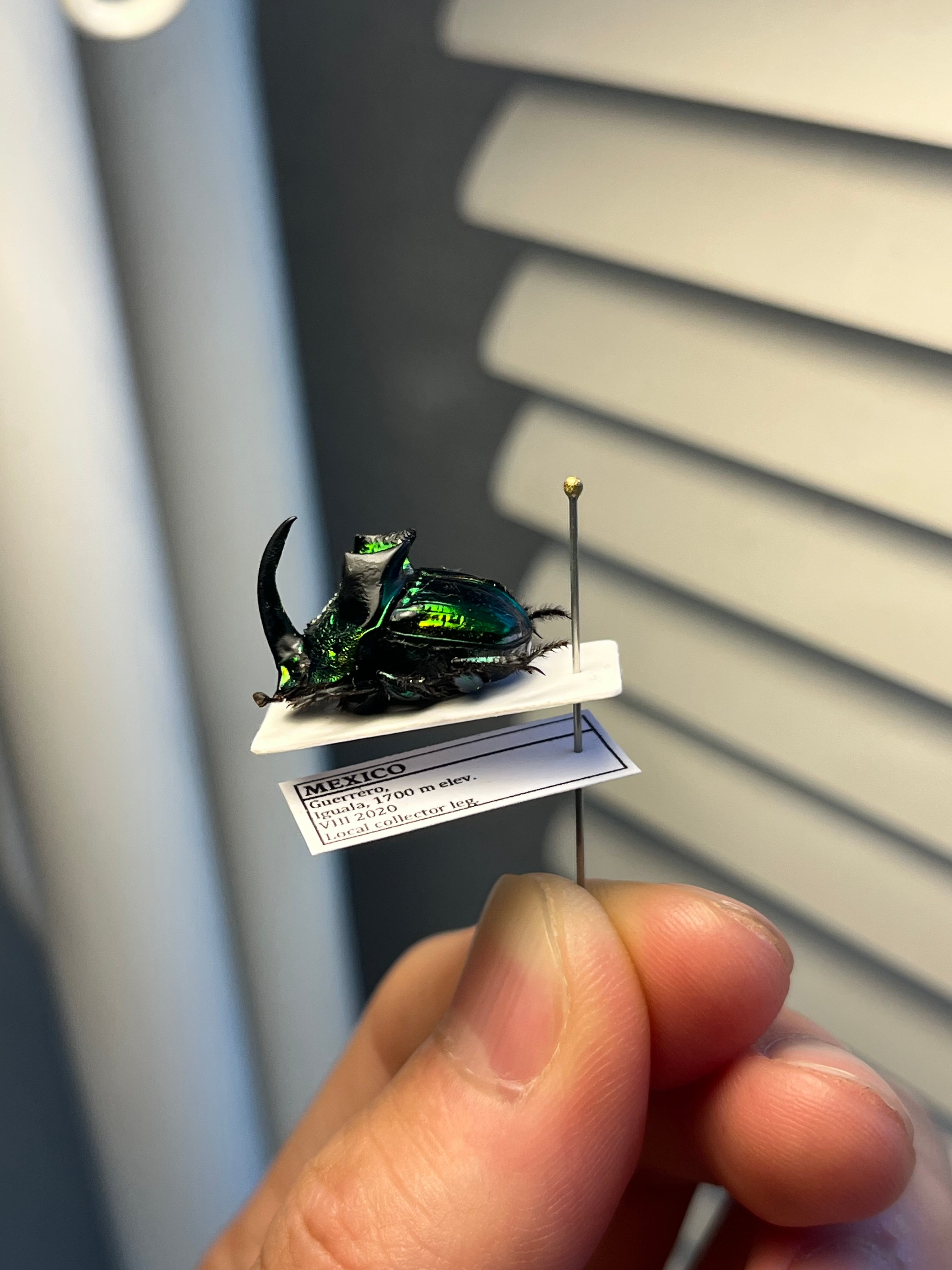 17mm♂】デーモンニジダイコクコガネムシ 糞虫フンチュウフンコロガシ