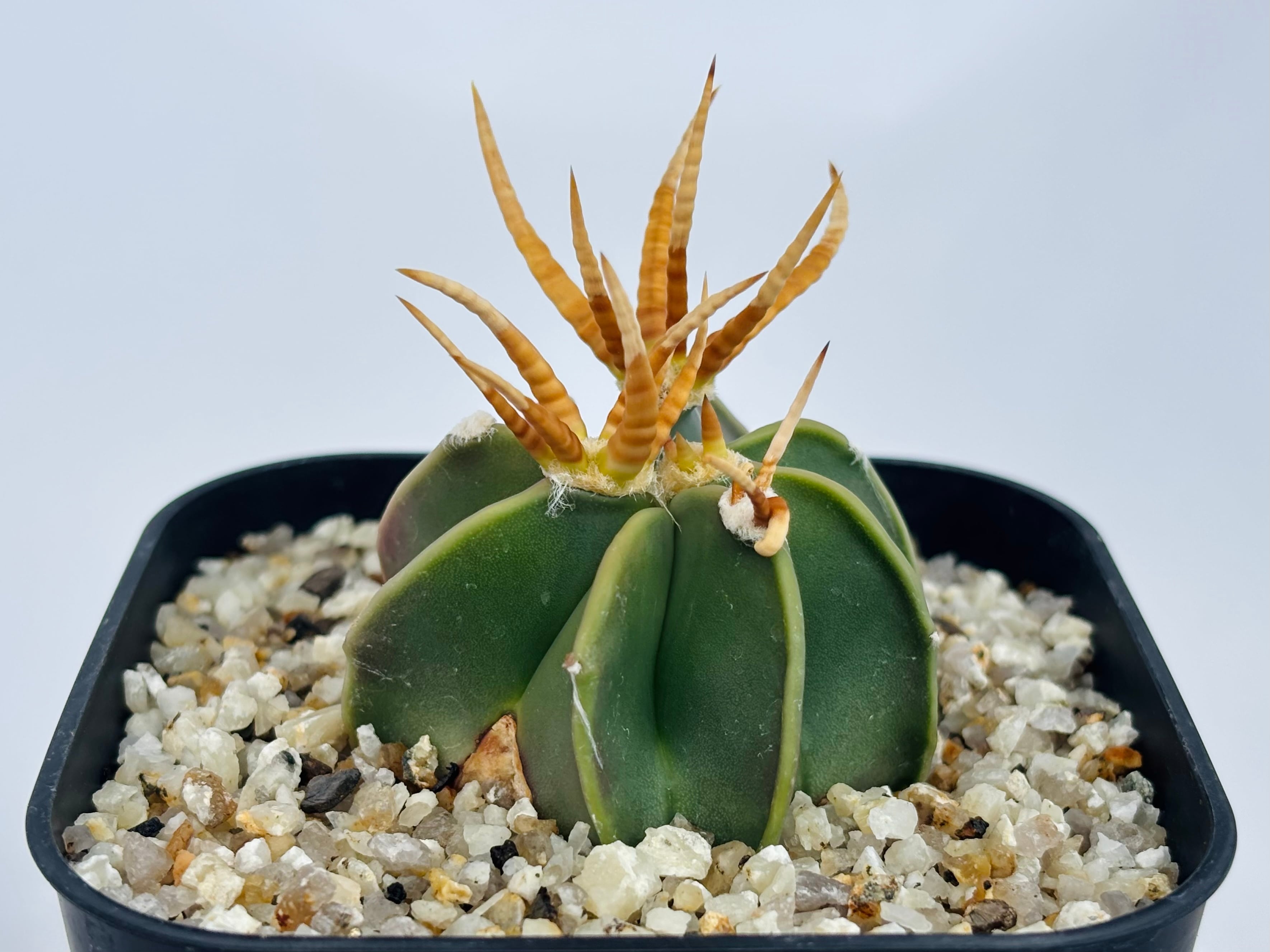 Astrophytum capricorne v. crassispinum アストロフィツム 水牛大鳳玉 サボテン