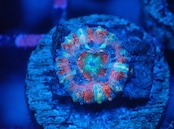 Loadhowensis Baby "Ultra" 29