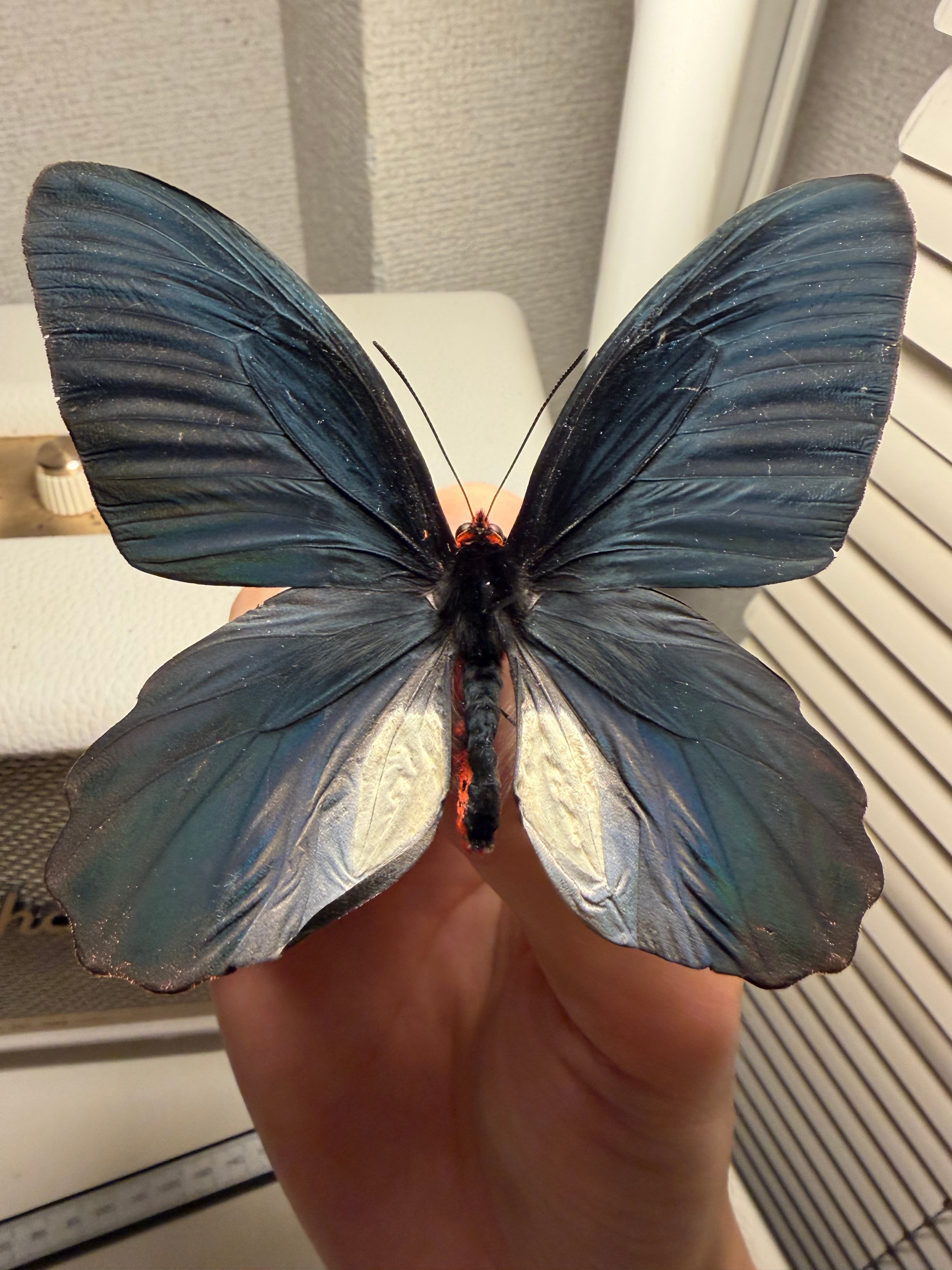 裏展翅♂】アケボノアゲハ Atrophaneura horishana 標本 Papilio 蝶