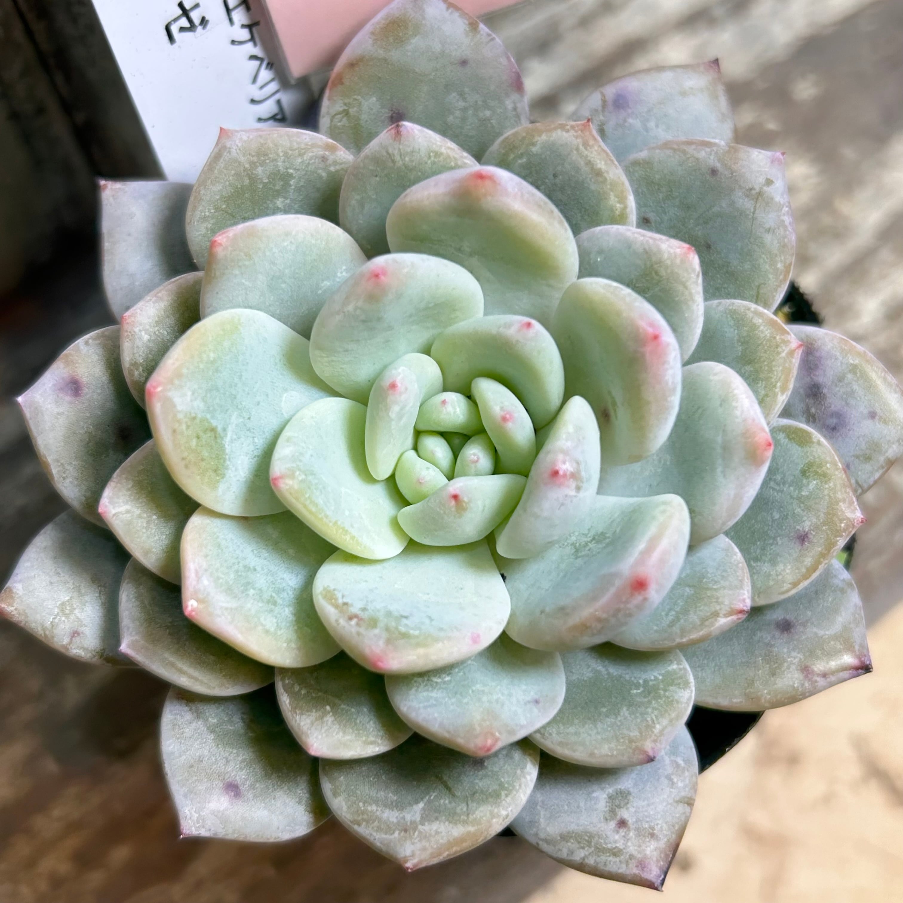 38#多肉植物❤️アエオニウム錦❤️ウエディングドレス❤️4大頭3小頭28cm拔き苗 38#多肉植物❤️アエオニウム錦❤️ウエディングドレス❤️4大頭3小頭