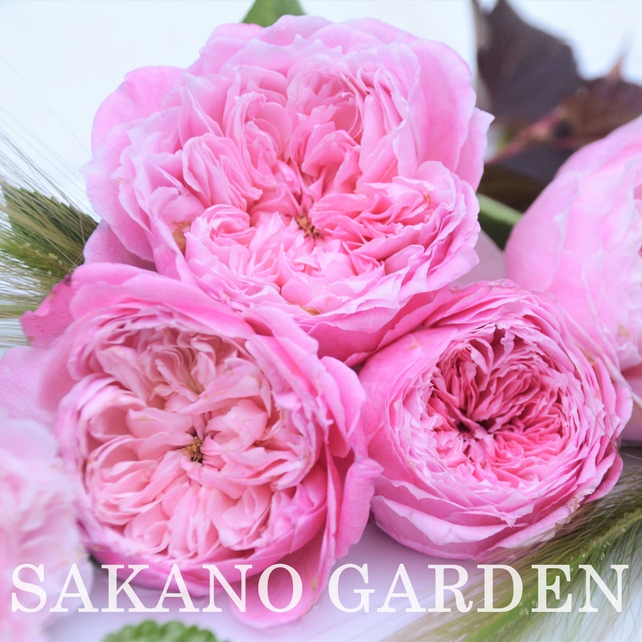 バラ・Roses | P's SHOP