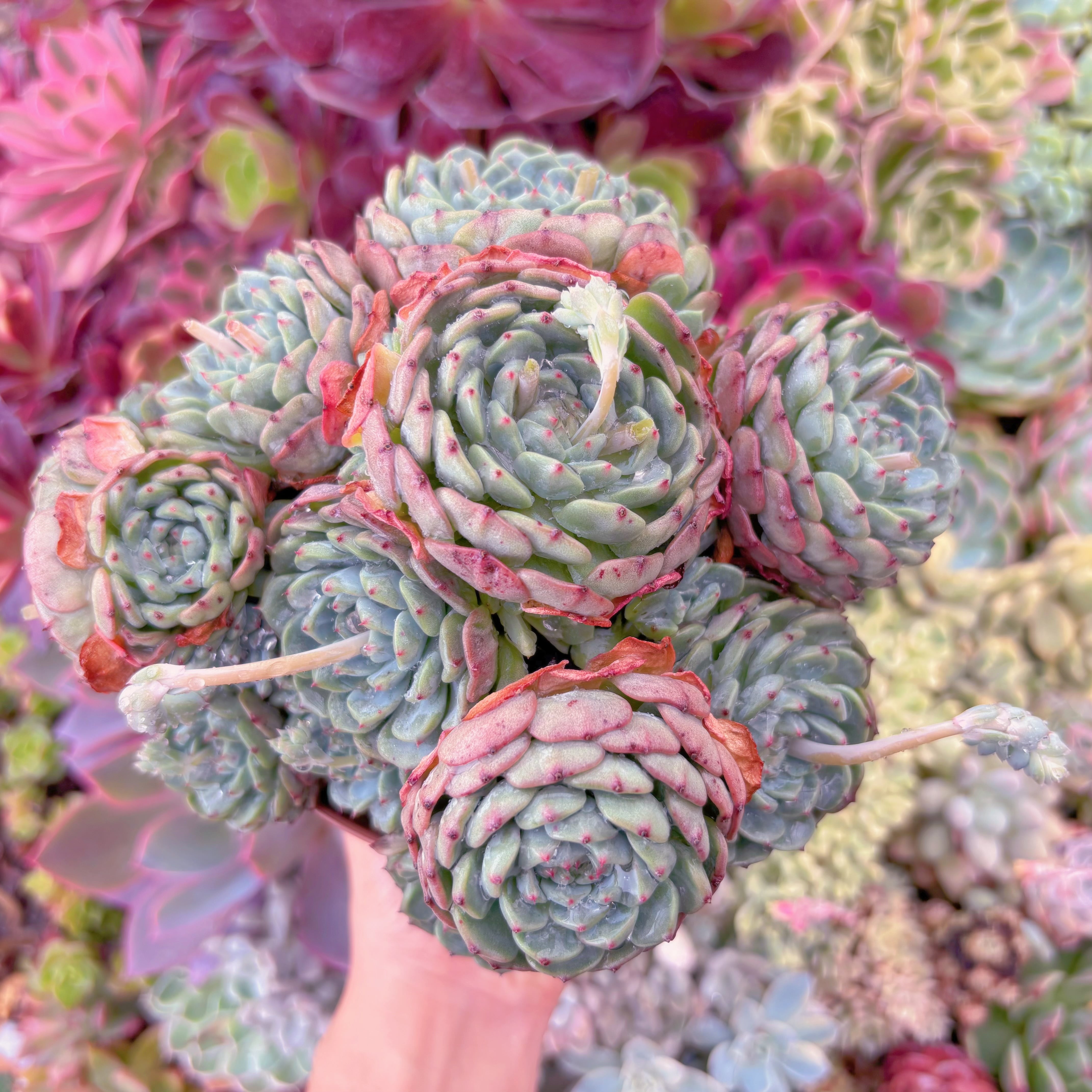 現品　ハニーベビー#513　特大群生　るる農園