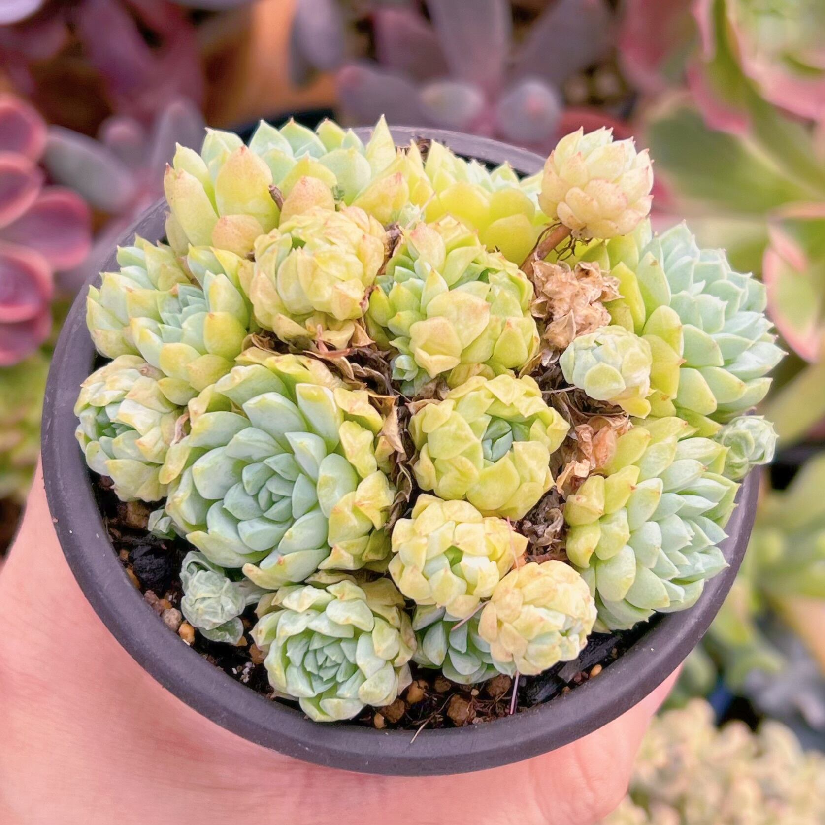 ラノリンボール QS1036×18鉢 抜き苗 多肉植物 エケベリア ラノリンボール QS1036×18鉢 抜き苗 多肉植物 エケベリア