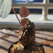 Stephania kaweesakii /ステファニア・カウィーサキ