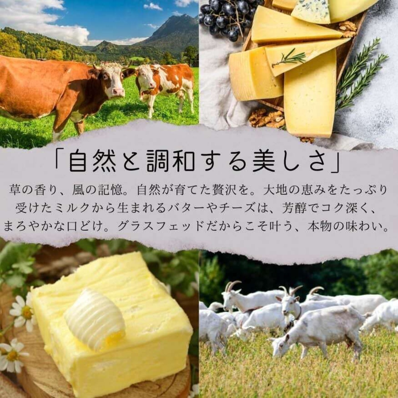 フランス産 コンテ AOP 8ヶ月熟成 チーズキューブ 300g（1cm角）｜グラスフェッド・フレッシュカット・ワインやサラダに最適    French Comte AOP Cheese Cubes 300g (1cm Cut) – Aged 8 Months | Grassfed | Fresh Cut