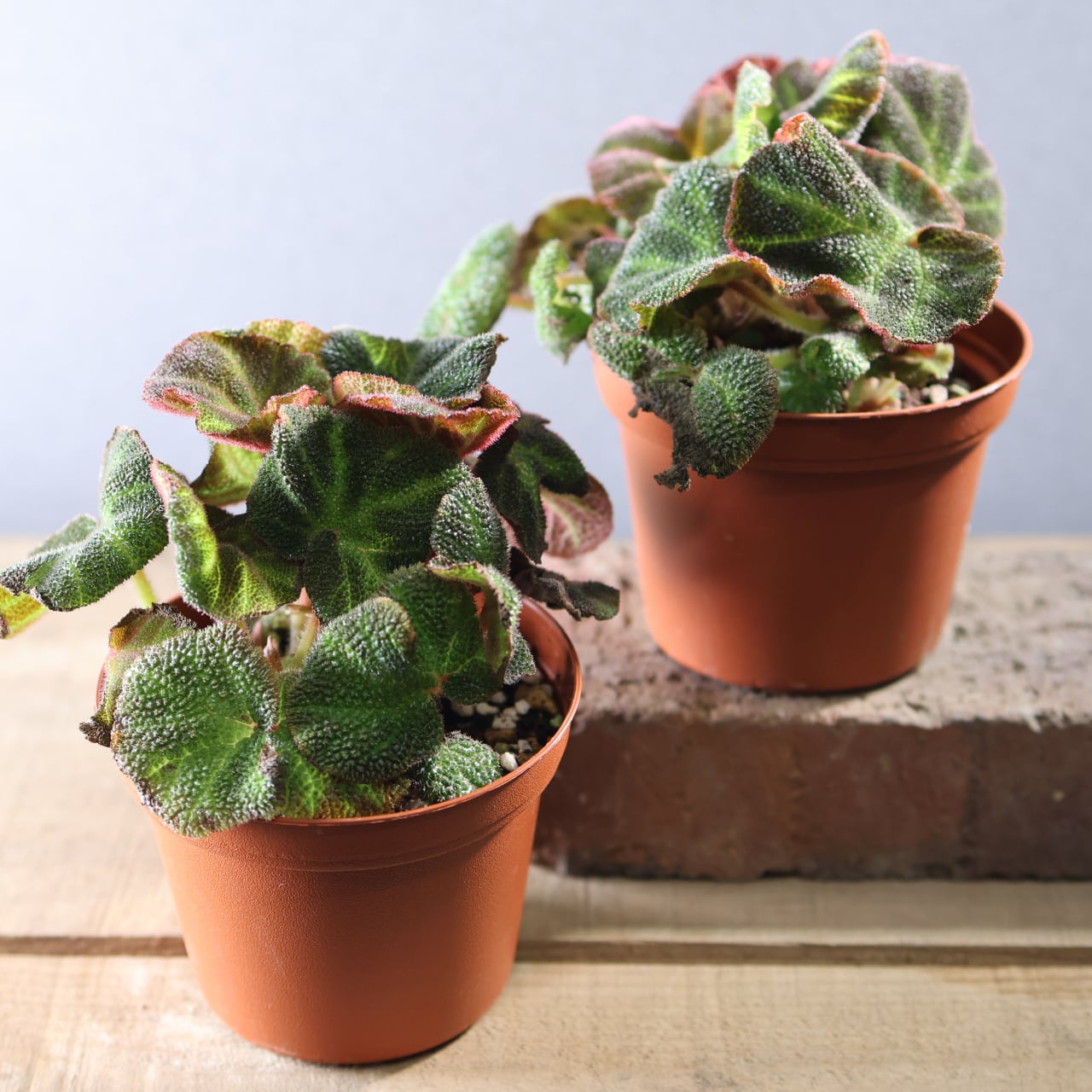 574『ベゴニア ソリムタータ』観葉植物【送料無料】 | MARX PLANTS
